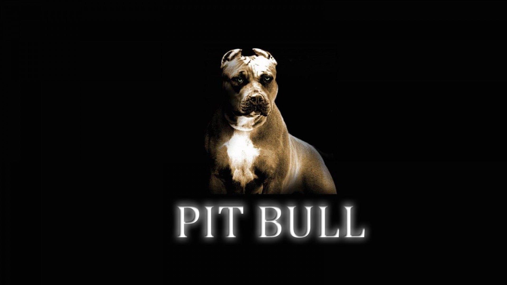 pitbull logo wallpapers wallpaper cave on pitbull logo wallpaper