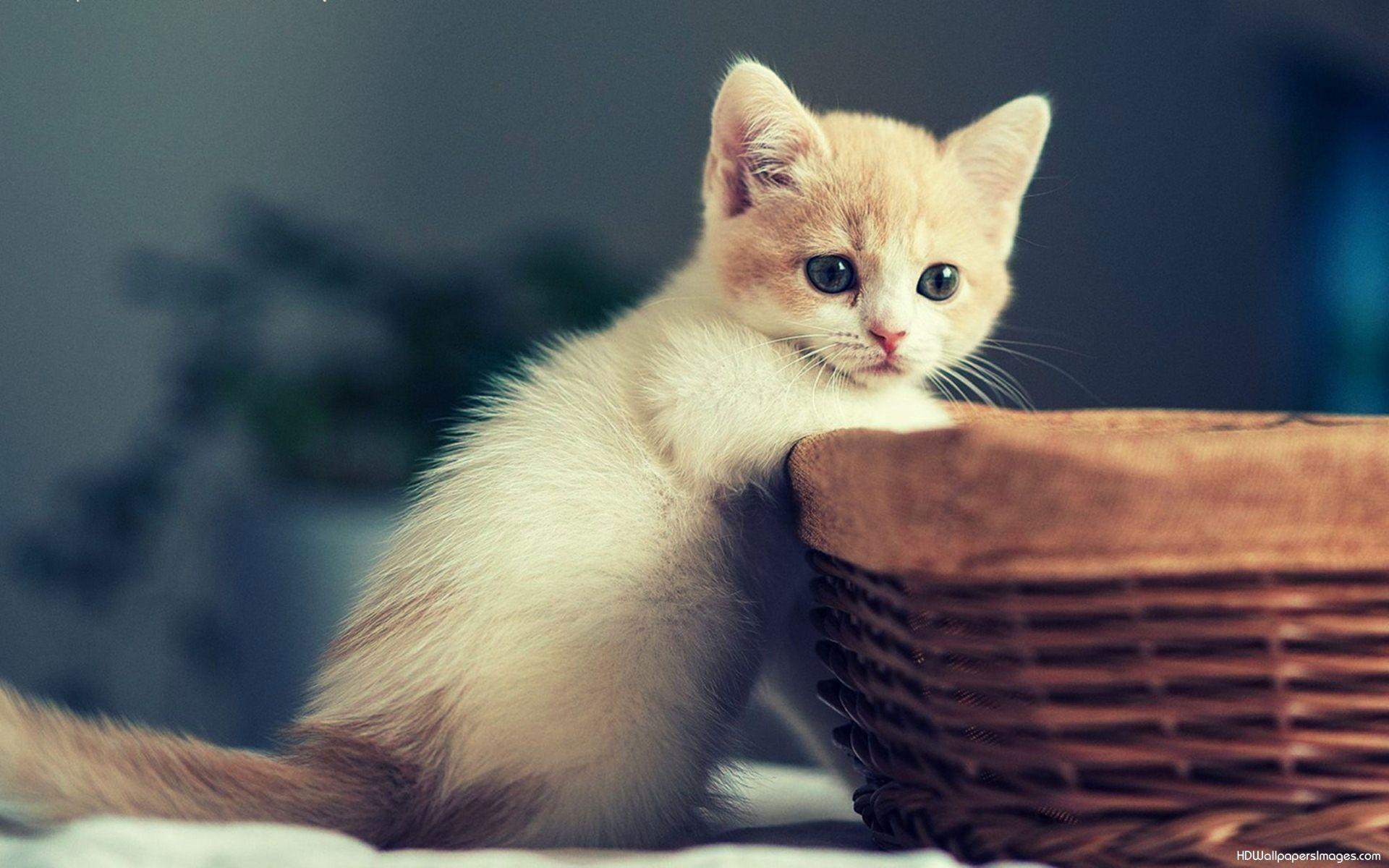 Cute white kitten wallpaper