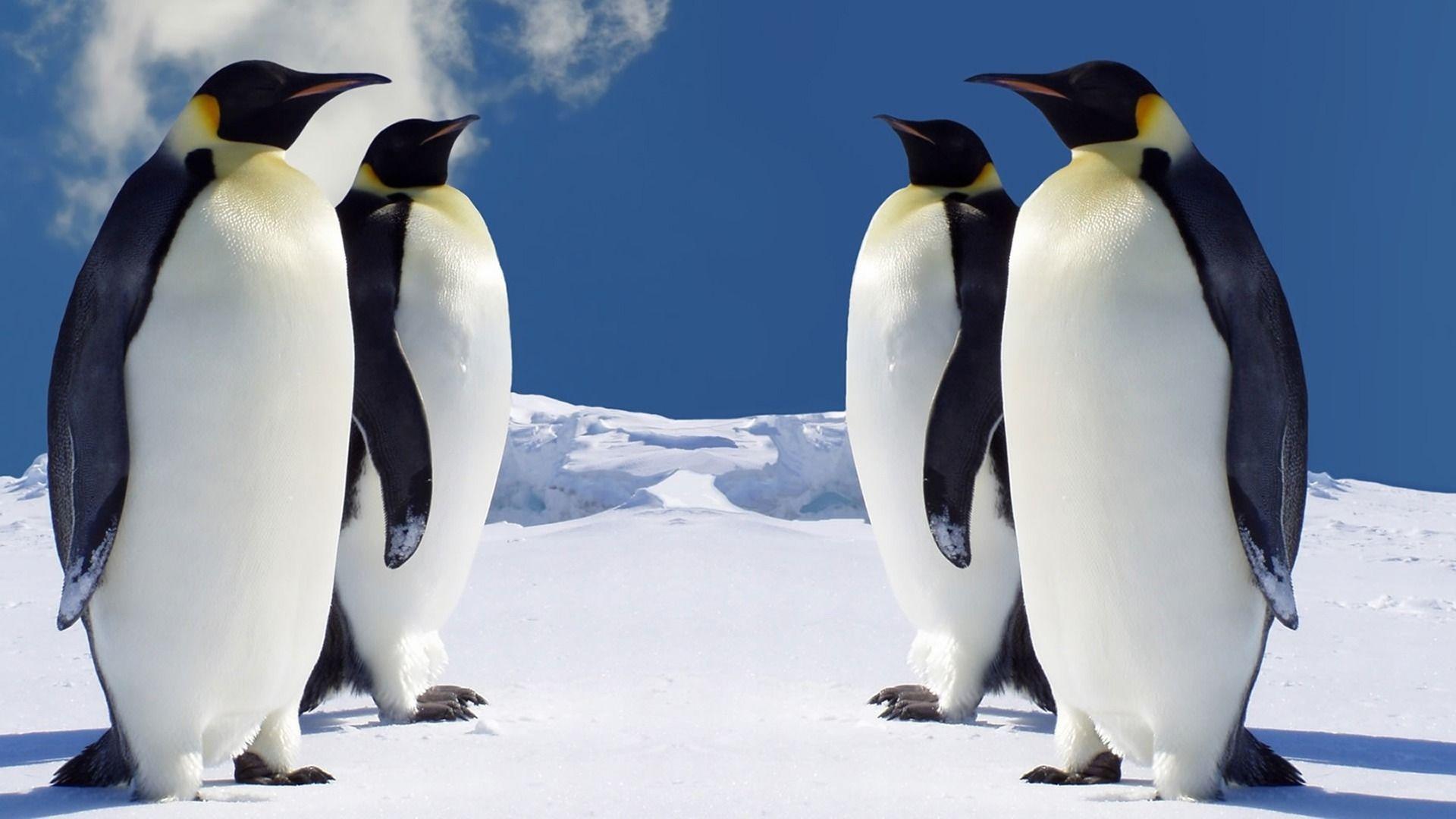 Which do you prefer, full hd or quad hd screens? Penguins Animal Wallpapers Wallpaper Cave
