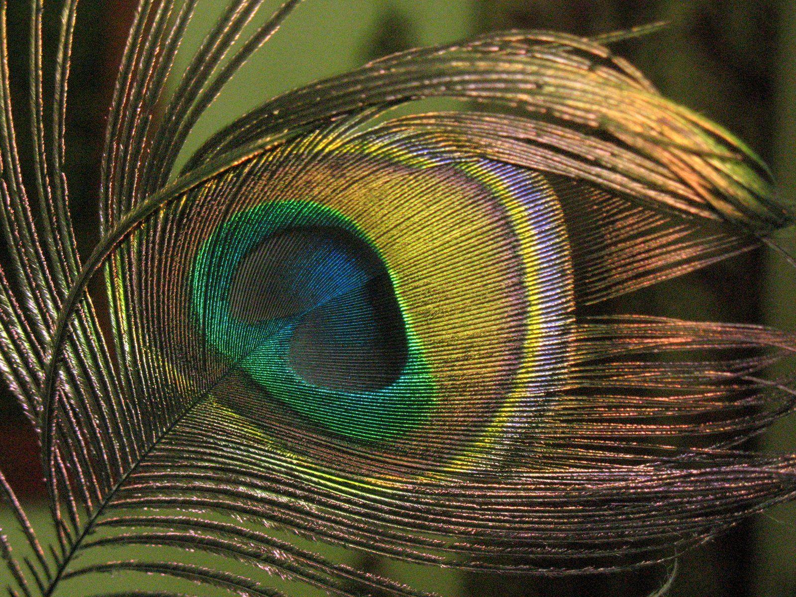 Burung Merak Wallpapers Hd - Wallpaper Cave 1200_X_1600_jpg