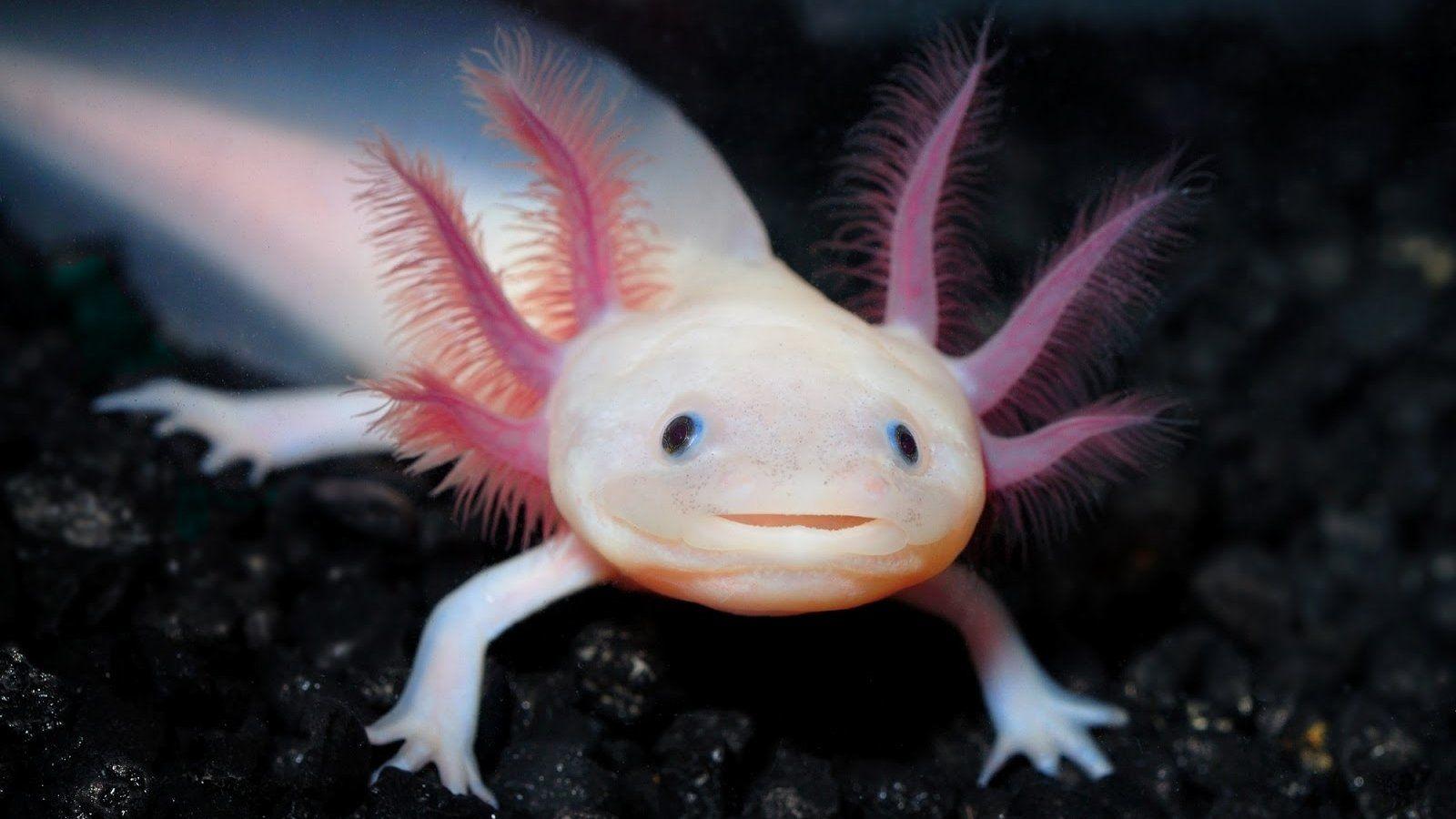 axolotl wallpapers wallpaper cave on axolotl wallpapers