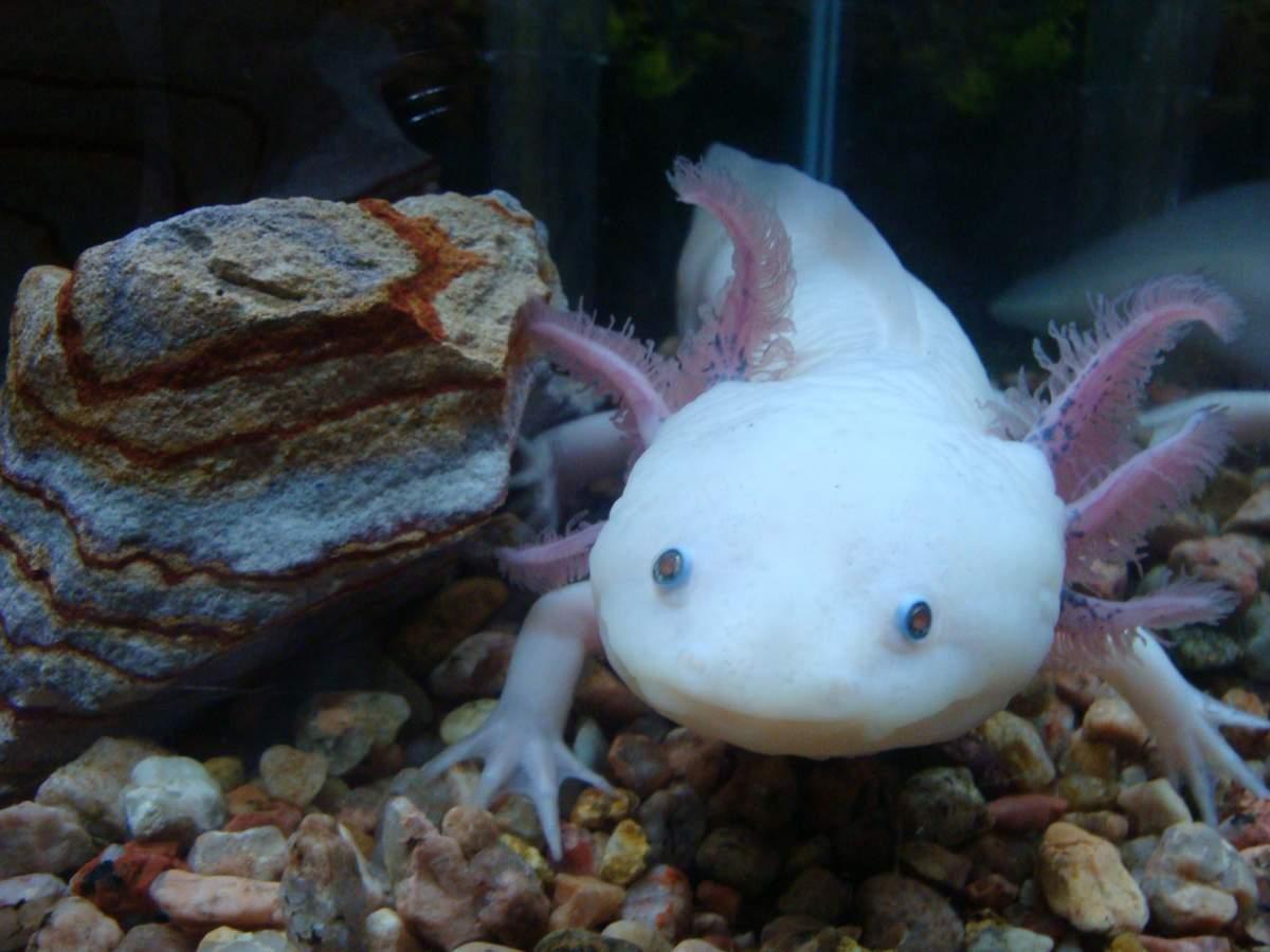 axolotl wallpapers wallpaper cave on cute axolotl wallpapers