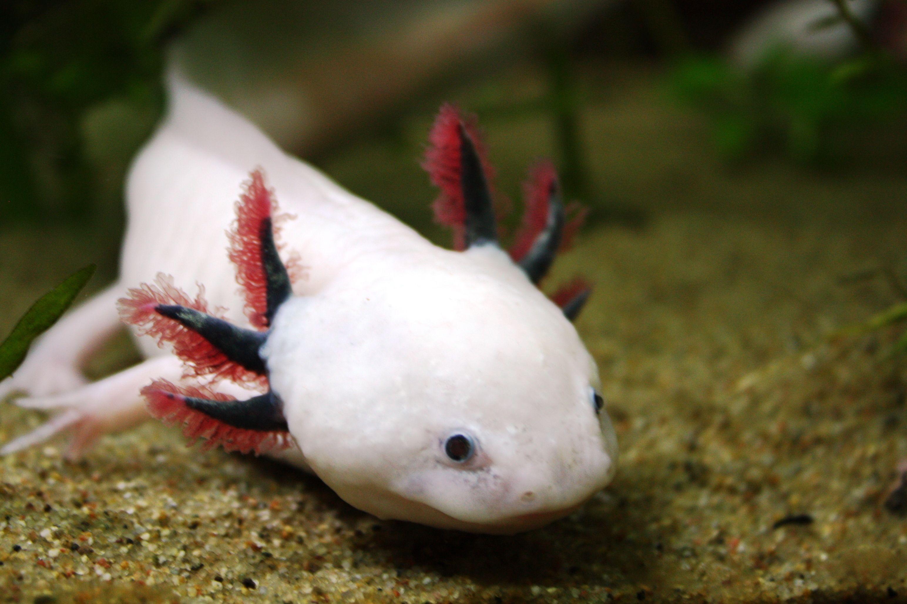 axolotl wallpapers wallpaper cave on cute axolotl wallpapers