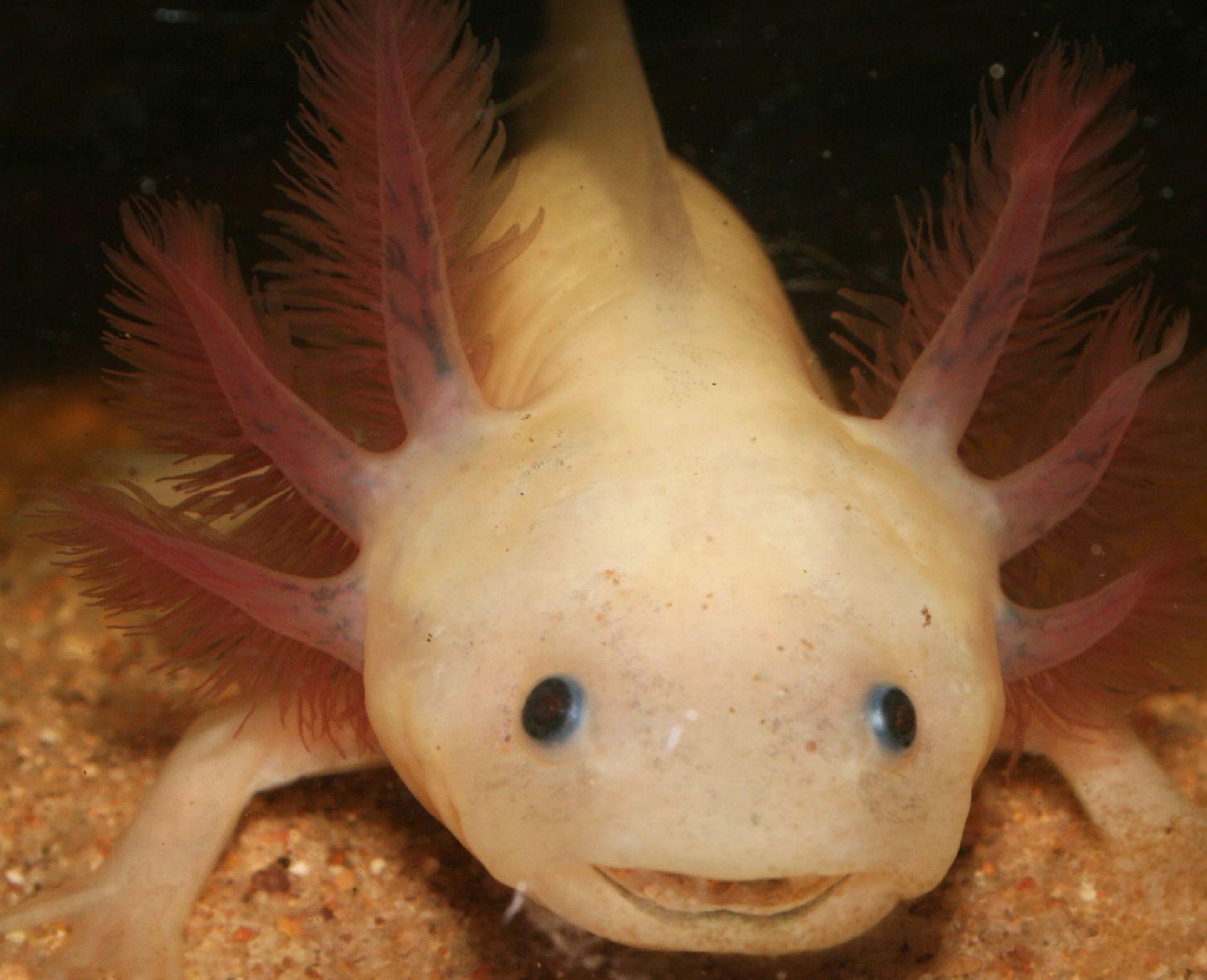 axolotl wallpapers wallpaper cave on axolotl wallpapers
