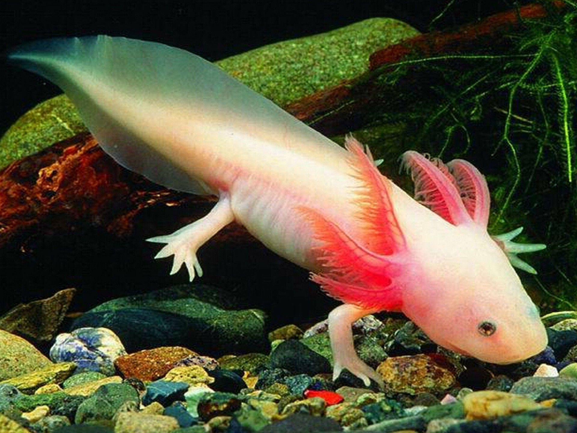 axolotl wallpapers wallpaper cave on axolotl wallpapers