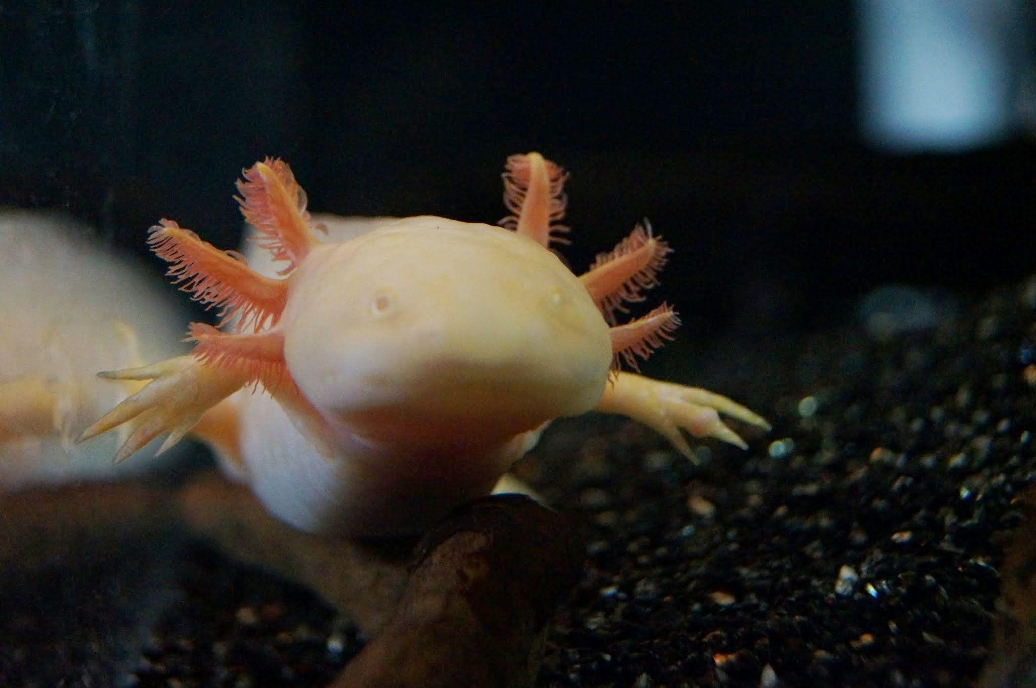 axolotl wallpapers wallpaper cave on axolotl wallpapers
