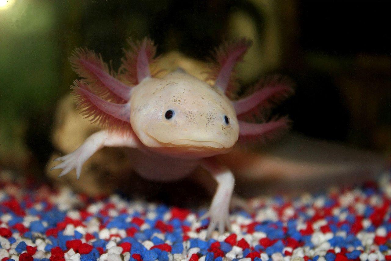 axolotl wallpapers wallpaper cave on axolotl wallpapers