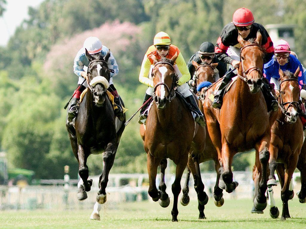 You can also upload and share your favorite horse racing wallpapers. Racehorse Wallpapers Wallpaper Cave