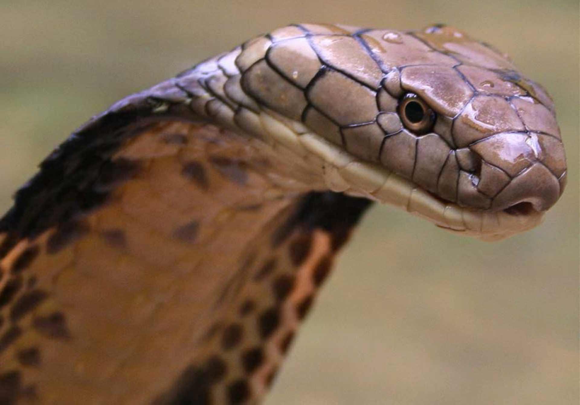 king cobra snake wallpapers hd wallpaper cave on king cobra snake wallpaper hd