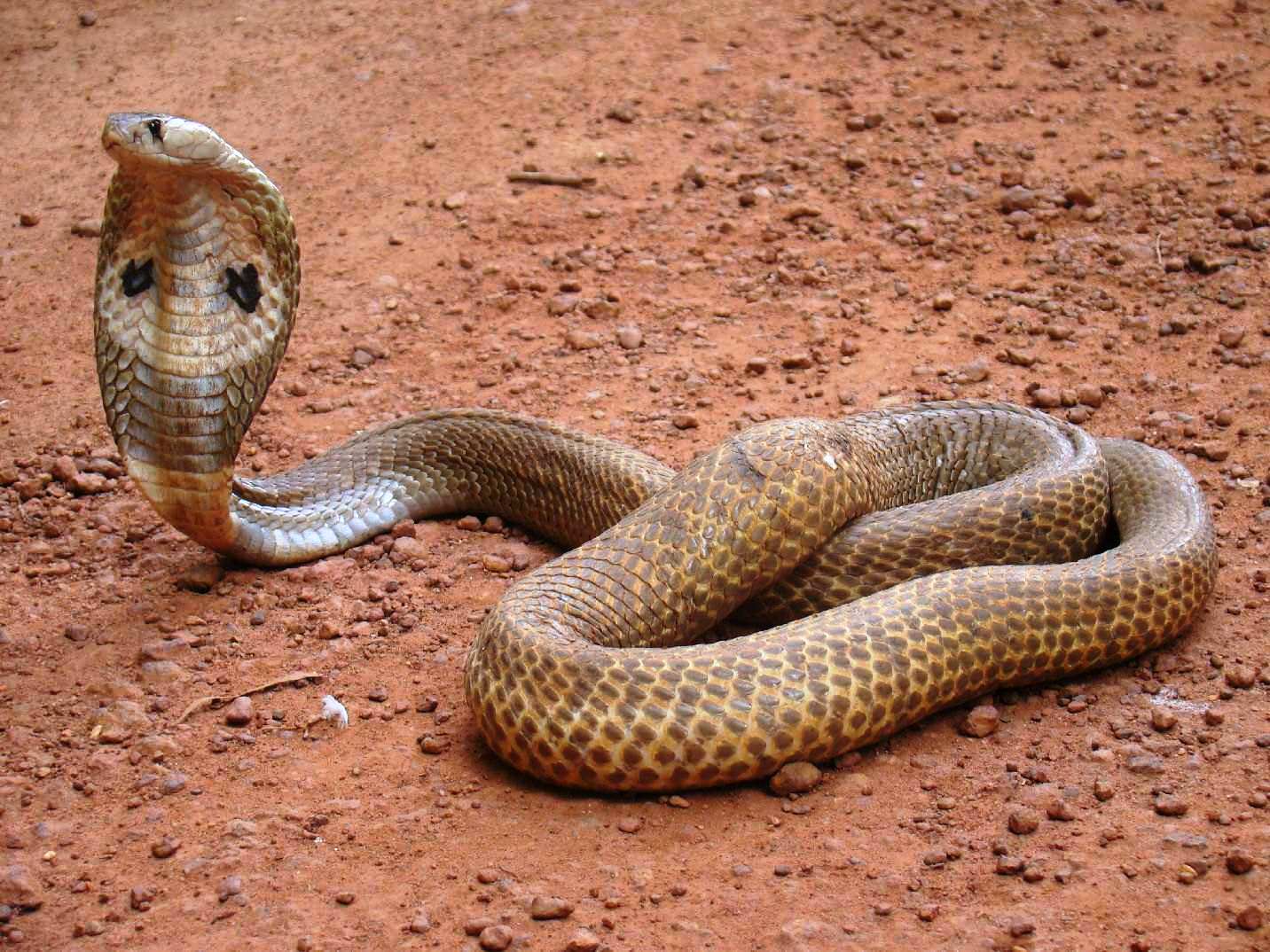king cobra snake wallpapers hd wallpaper cave on king cobra snake wallpaper hd