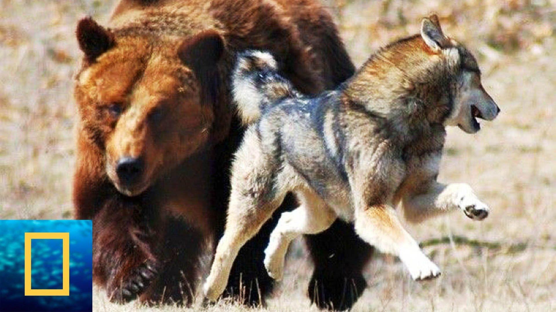 Discovery channel animals wallpapers