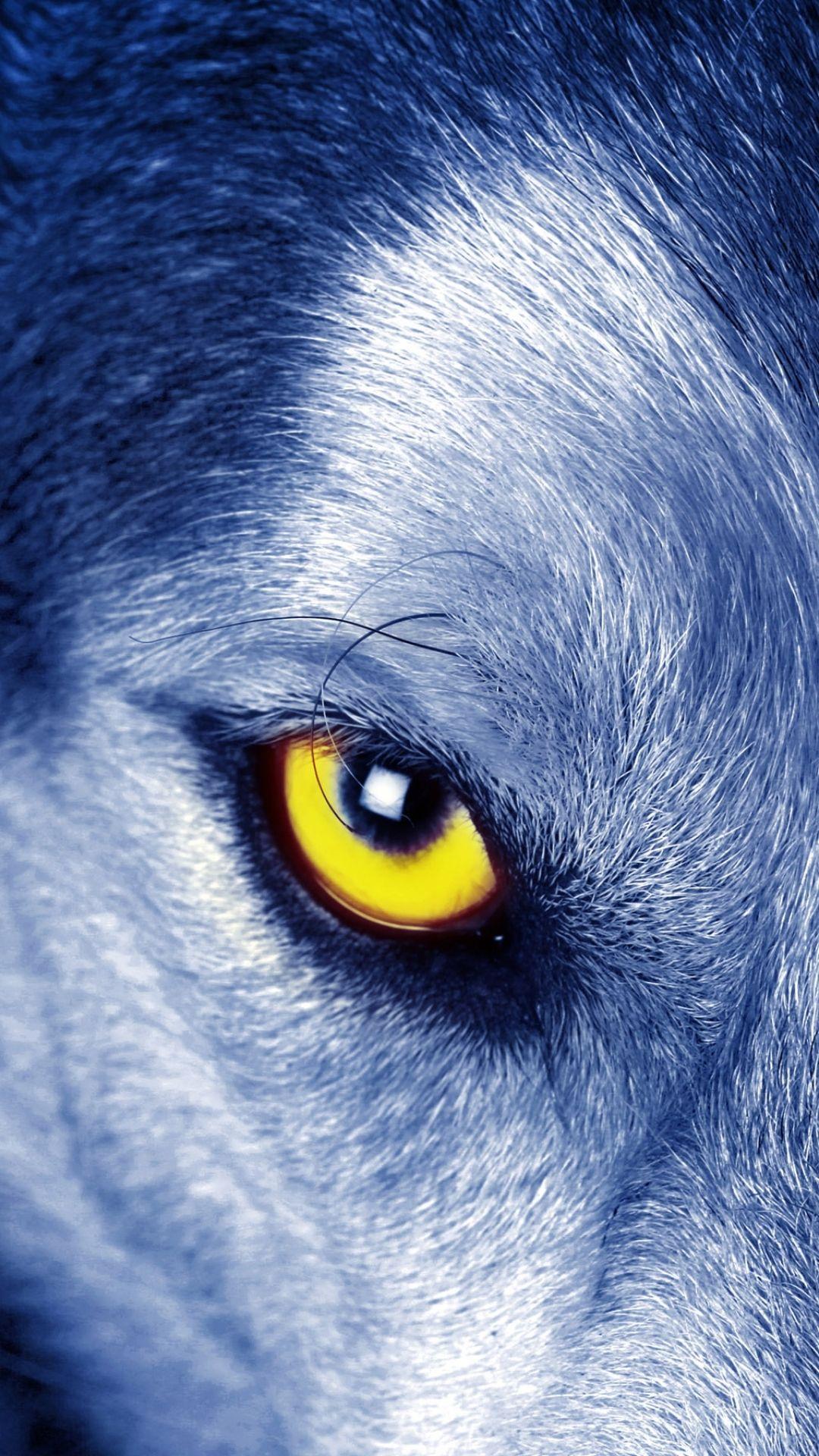 blue wolf eyes wallpapers hd wallpaper cave on wolf eyes wallpaper