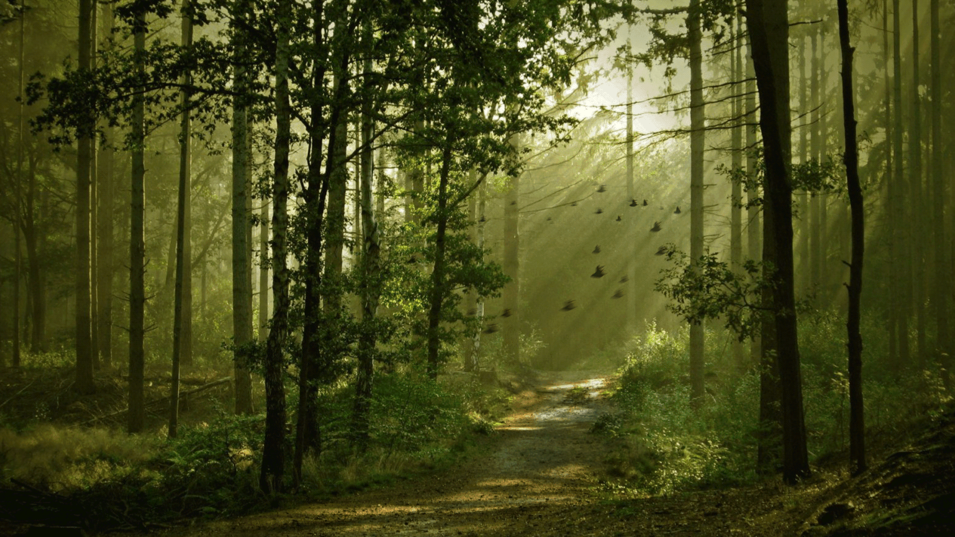 gif animation wallpapers wallpaper cave on hd gif wallpapers