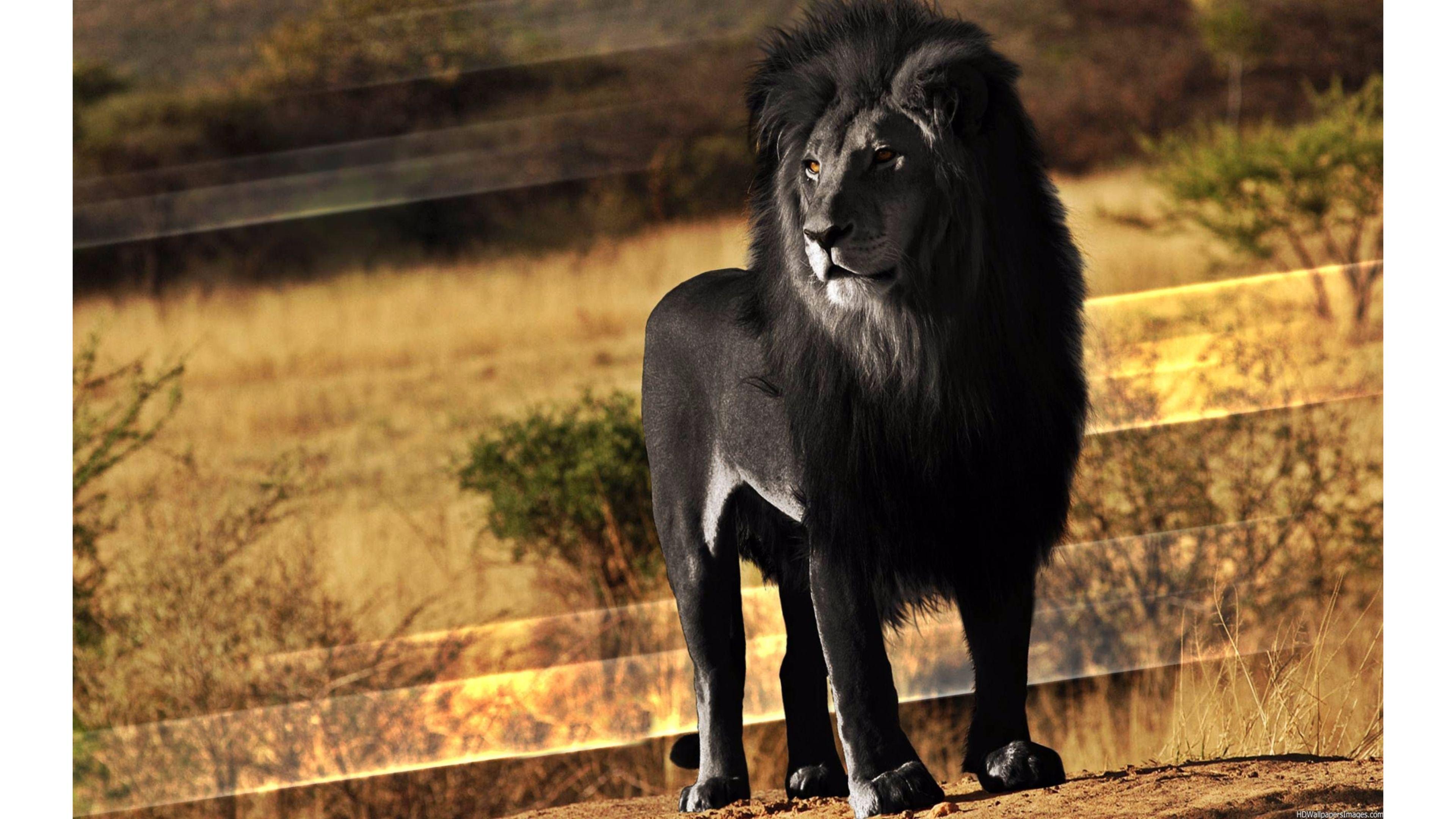 black lion wallpapers wallpaper cave on black lion wallpaper