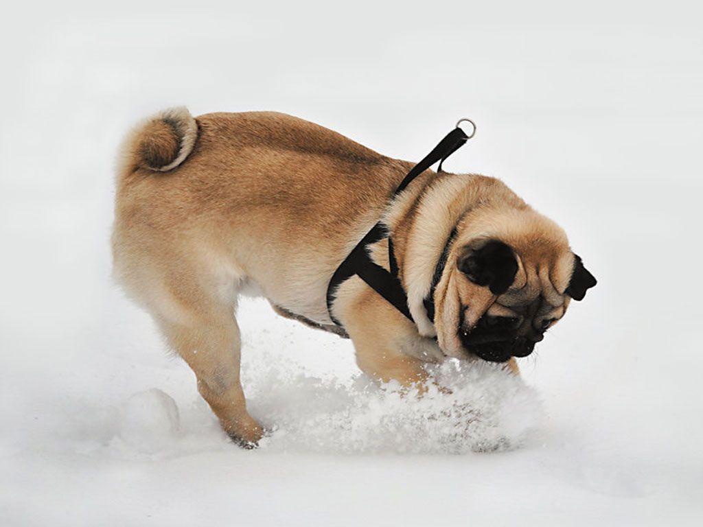 02.09.2020 · i love pugs so does my grama so i wish i could get a real live pug. Pug Puppy Wallpapers Hd Wallpaper Cave