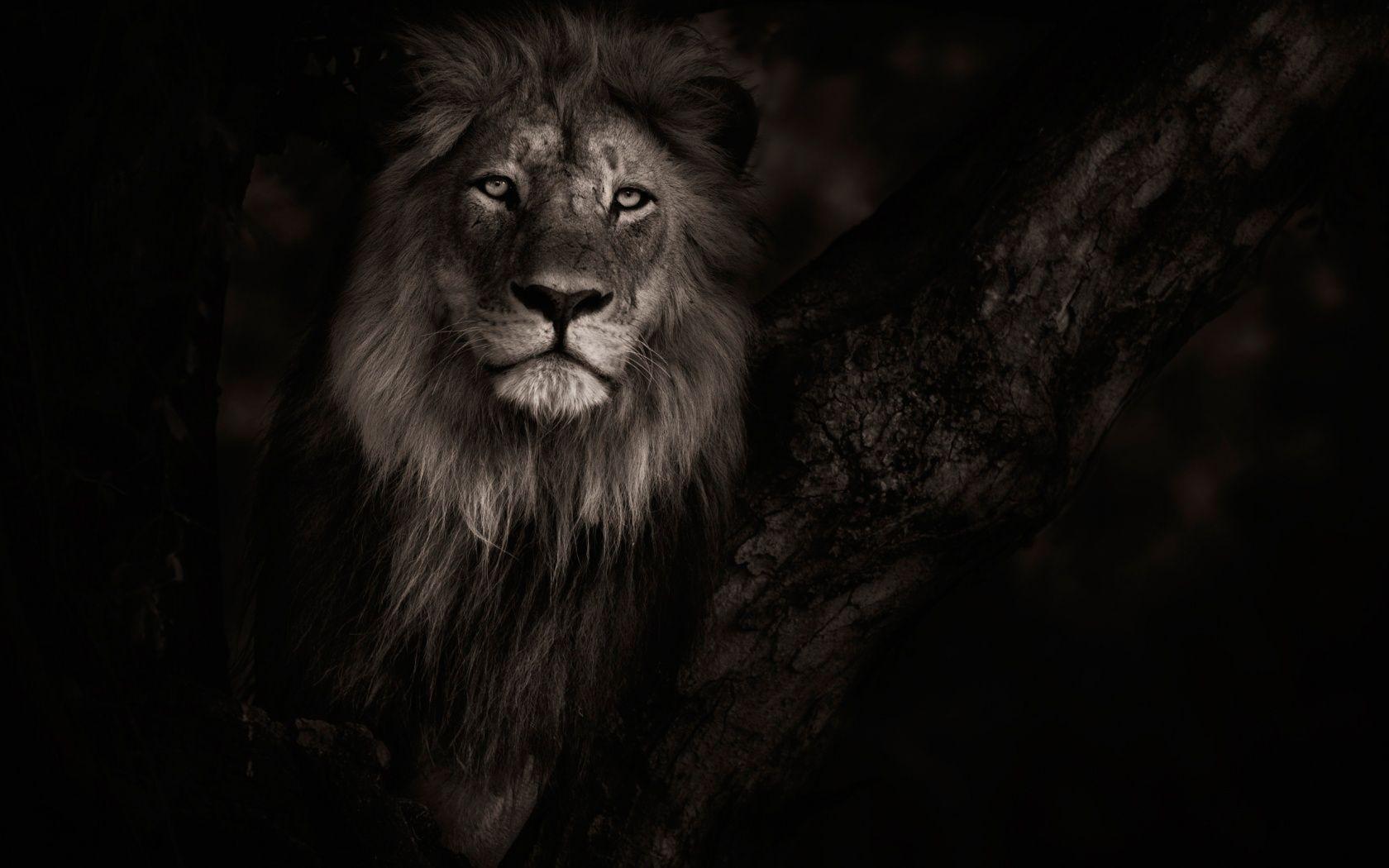 wallpapers black lion wallpaper cave on black lion wallpaper