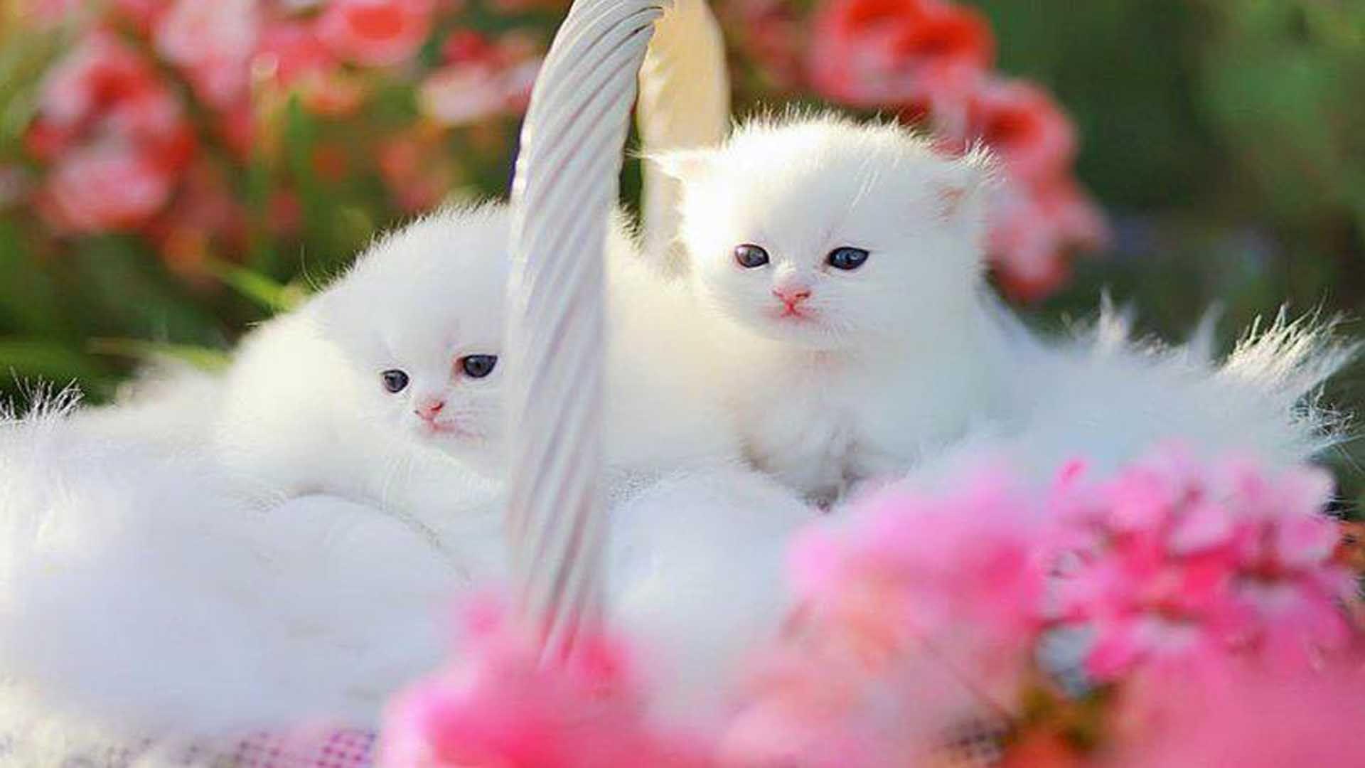 Very cute kittens wallpapers