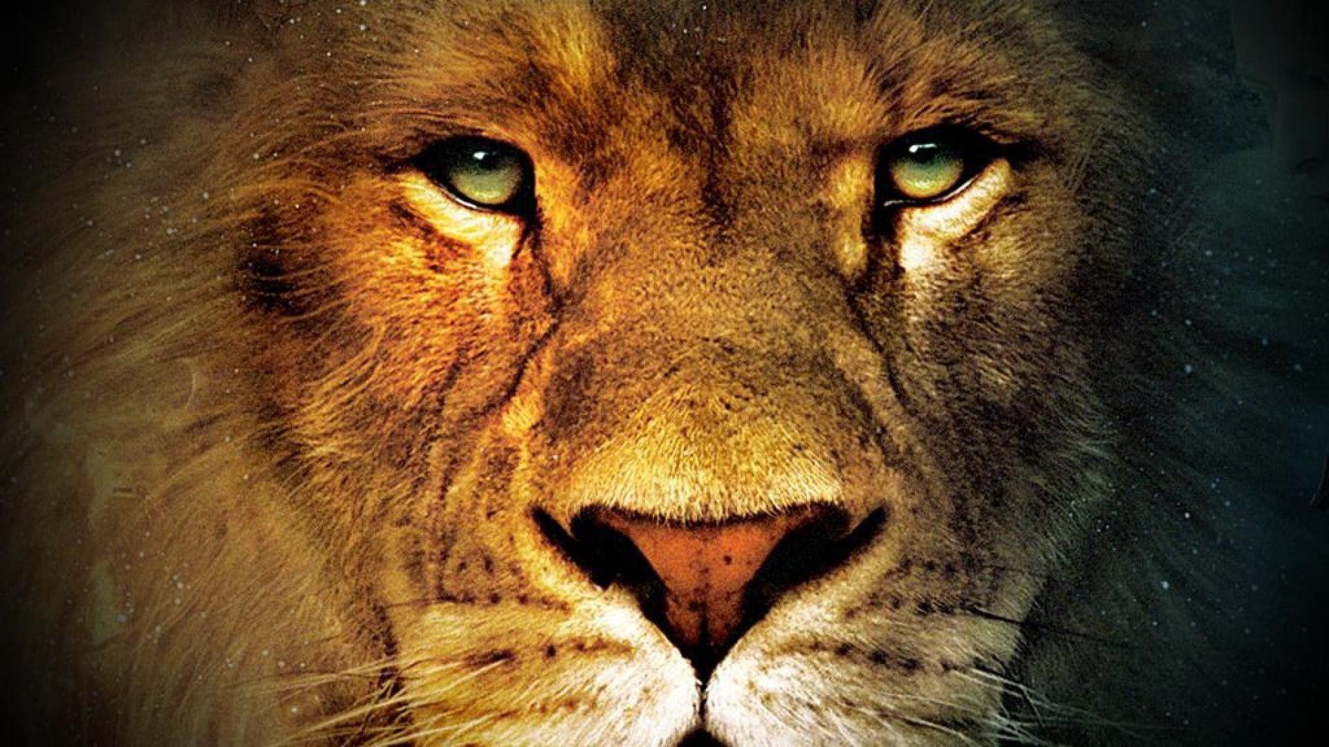 Lion close up face angry wallpapers