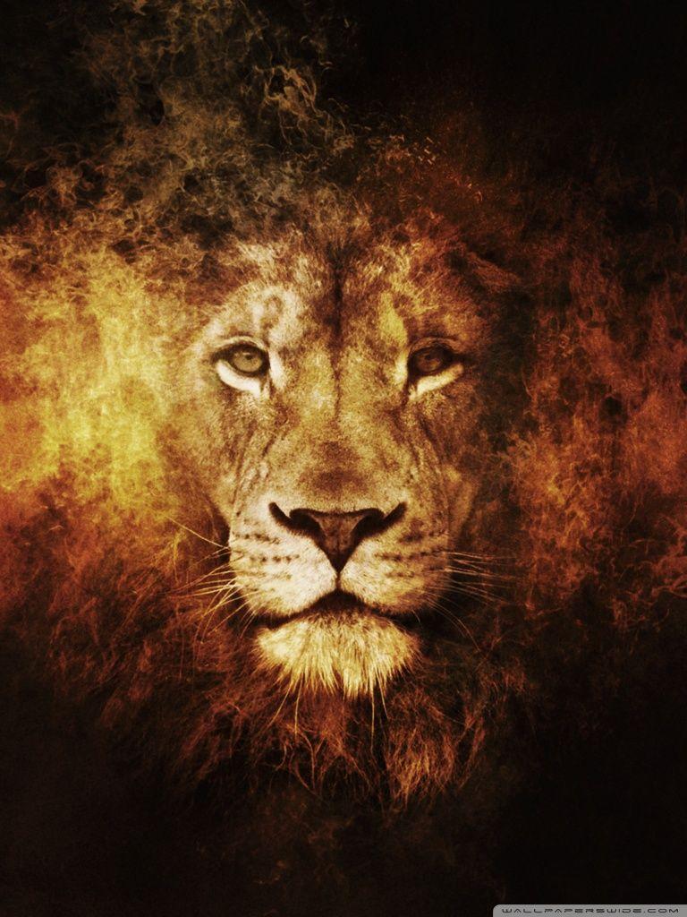 Lion face hd wallpapers