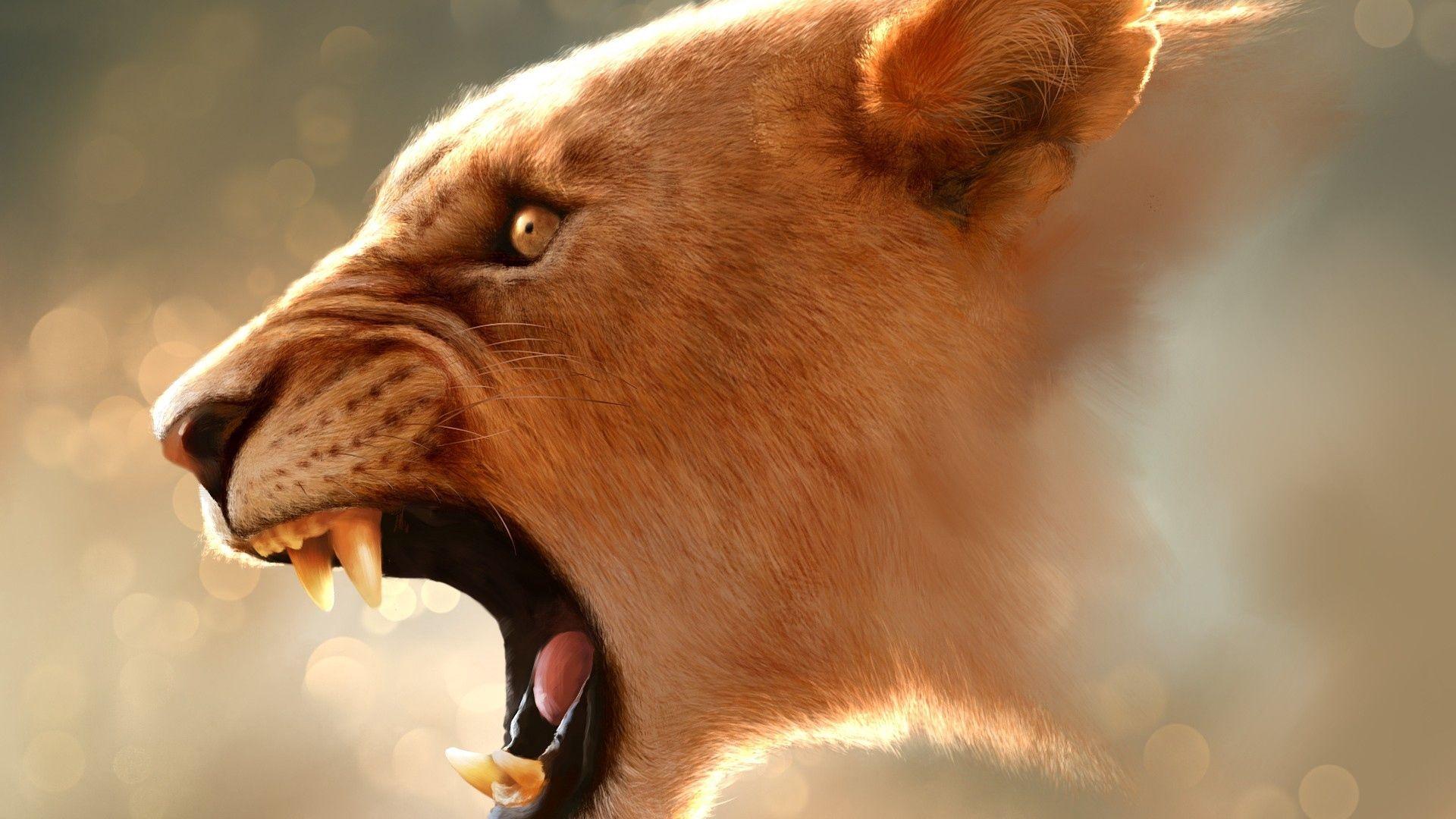 Lion face hd wallpapers
