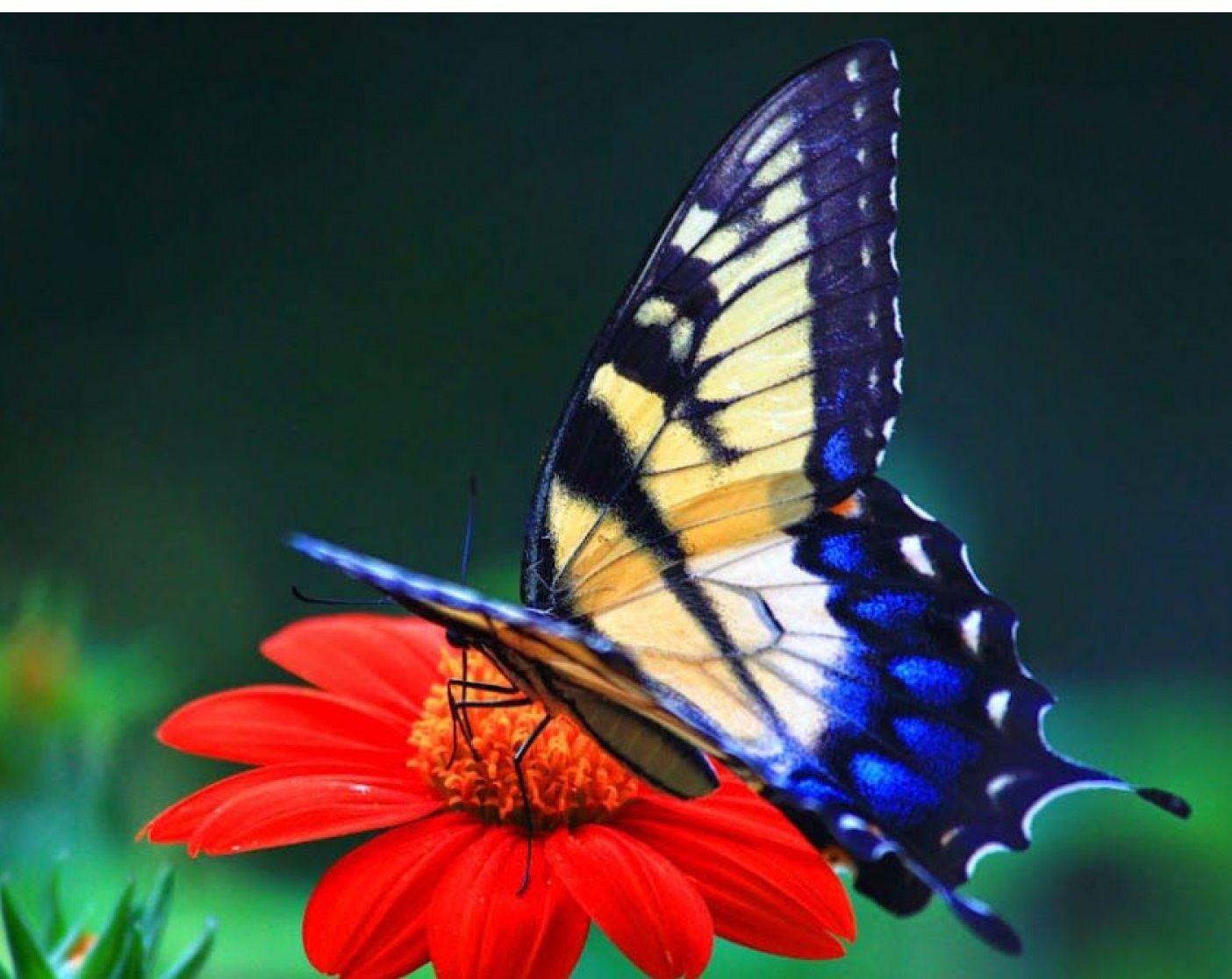 cute butterfly wallpapers wallpaper cave on cute moth wallpapers