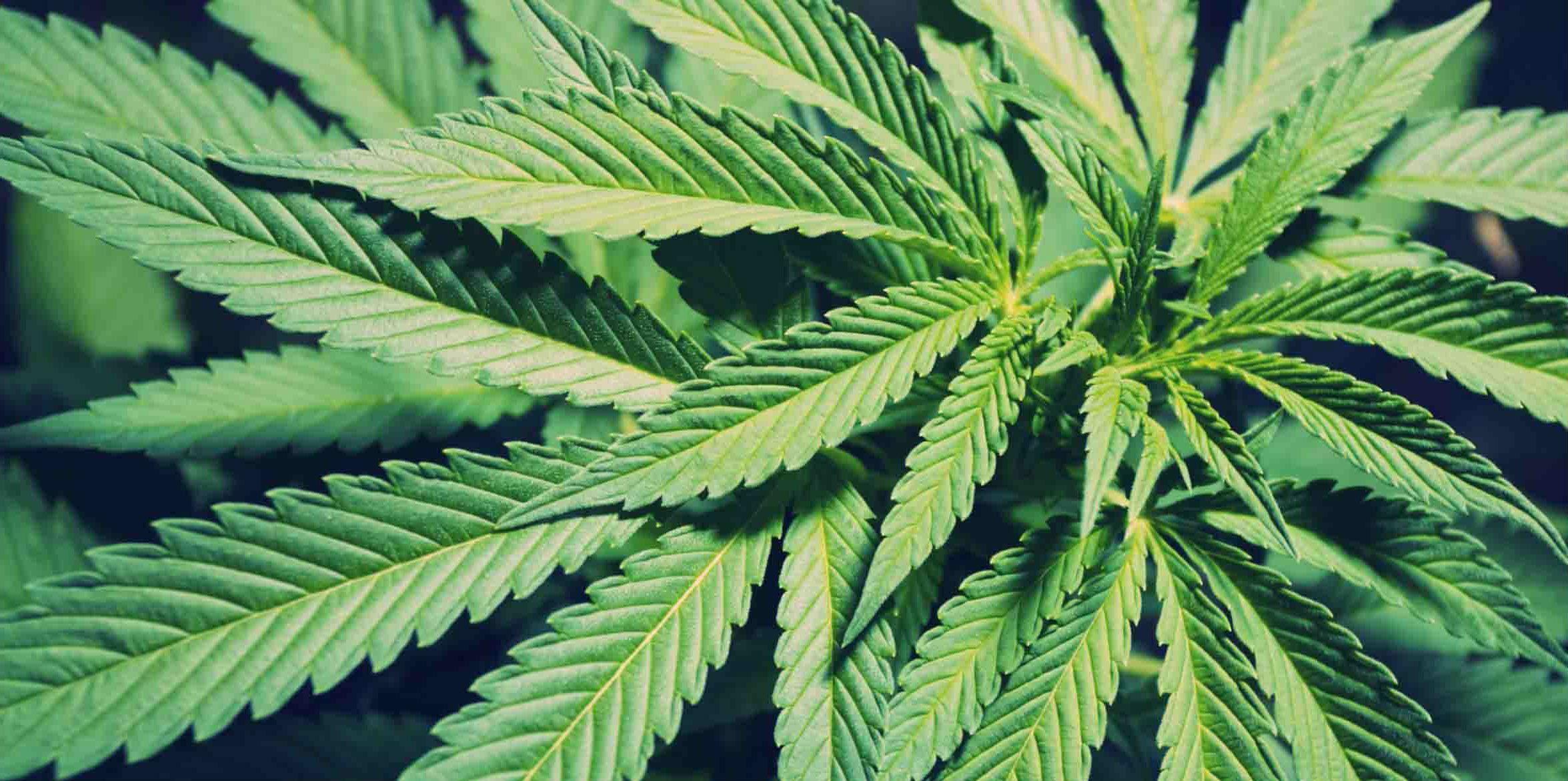 Weed background tumblr
