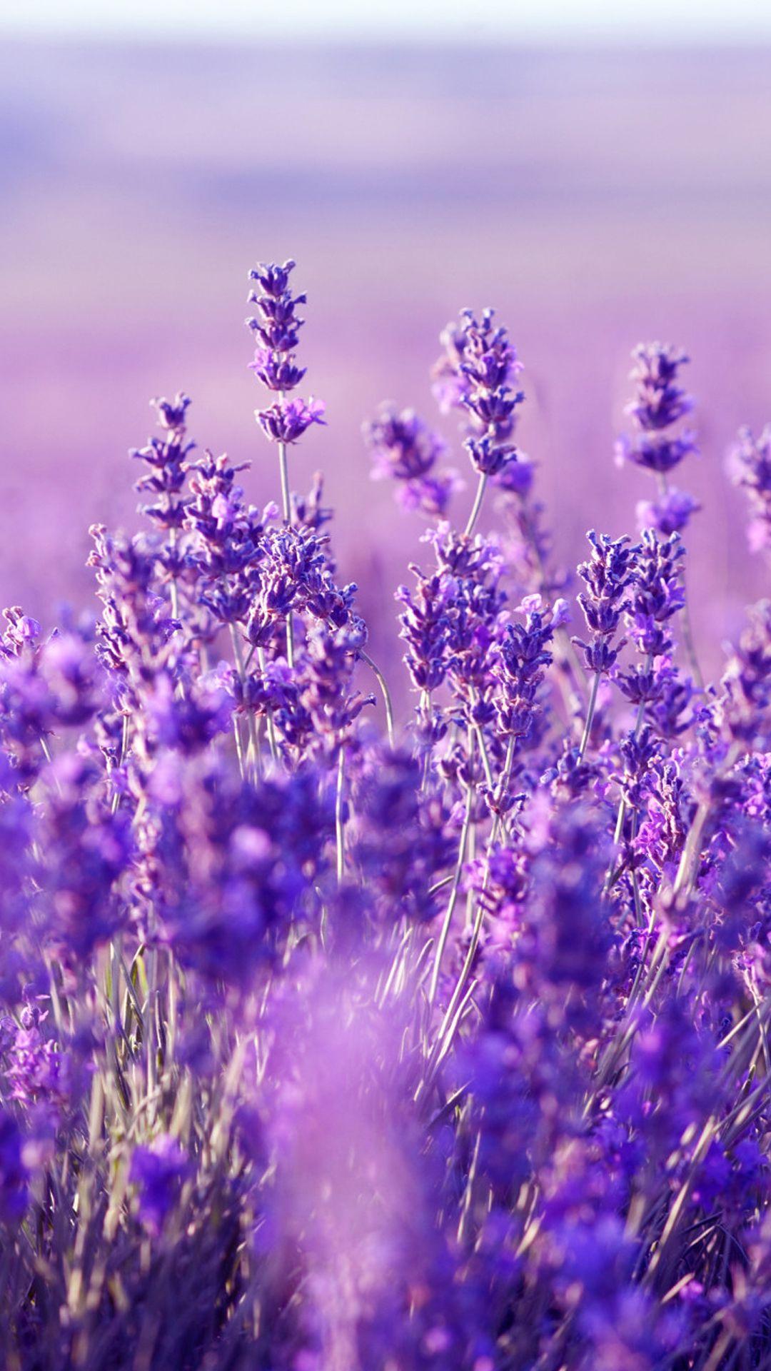 Background is available in various resolutions for view and . Cute Lavender Wallpapers Wallpaper Cave