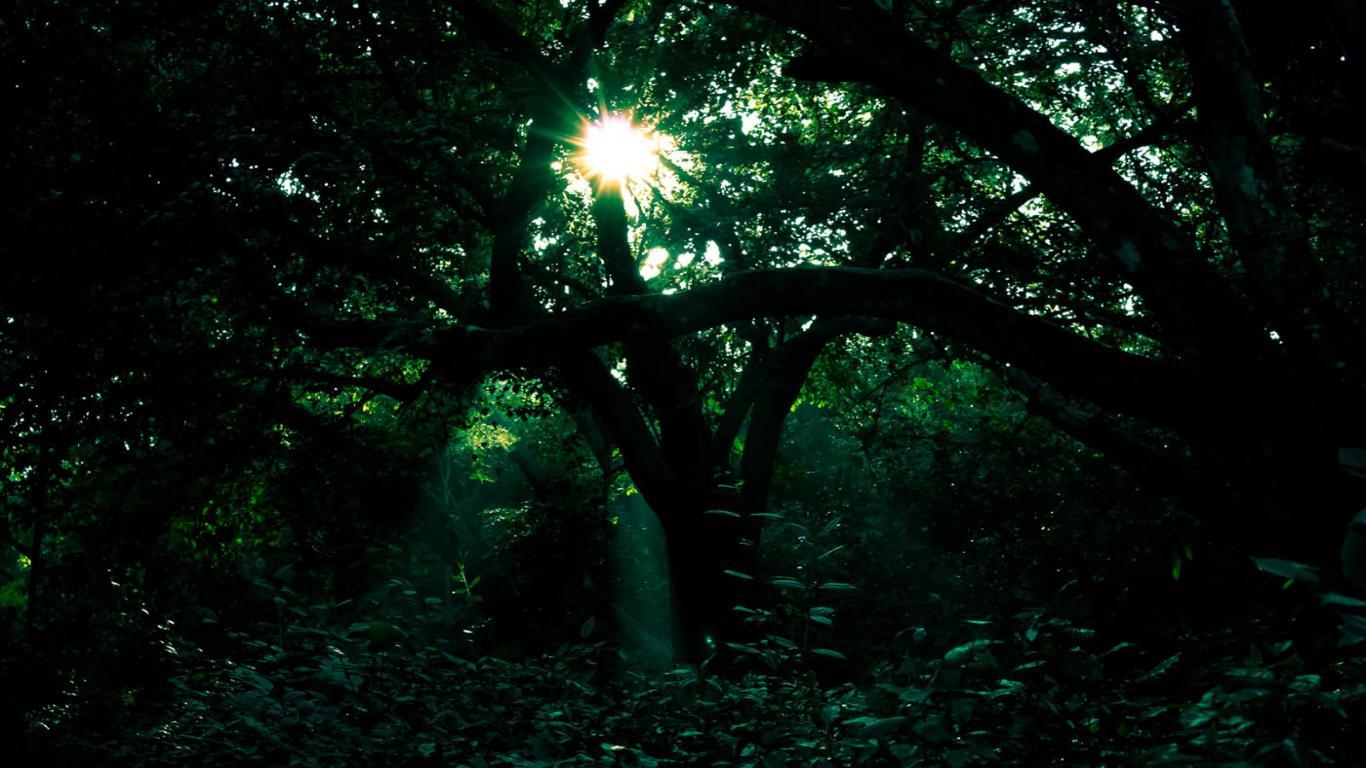 dark green forest aesthetic largest wallpaper portal on dark forest aesthetic wallpapers