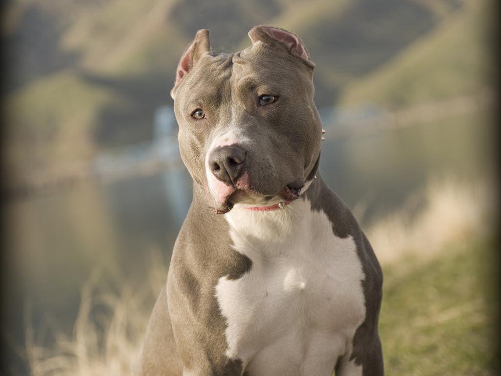 Gratuito immagini Varie Sfondi Pitbull Immagini Di Sfondi Hd Su Sfondi123 aggiornato saluti
