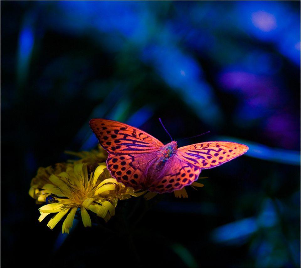 cute butterfly wallpapers for mobile phones wallpaper cave on cute moth wallpapers