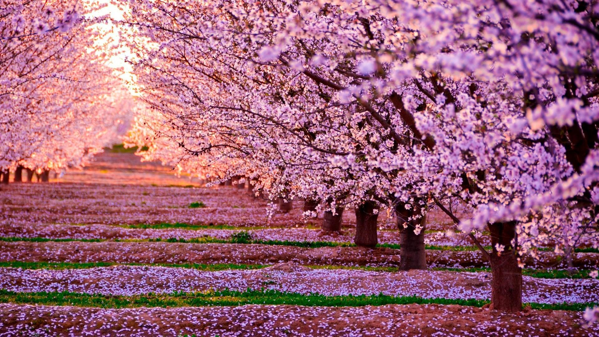 21+ Desktop Wallpaper Blossom
 Pics