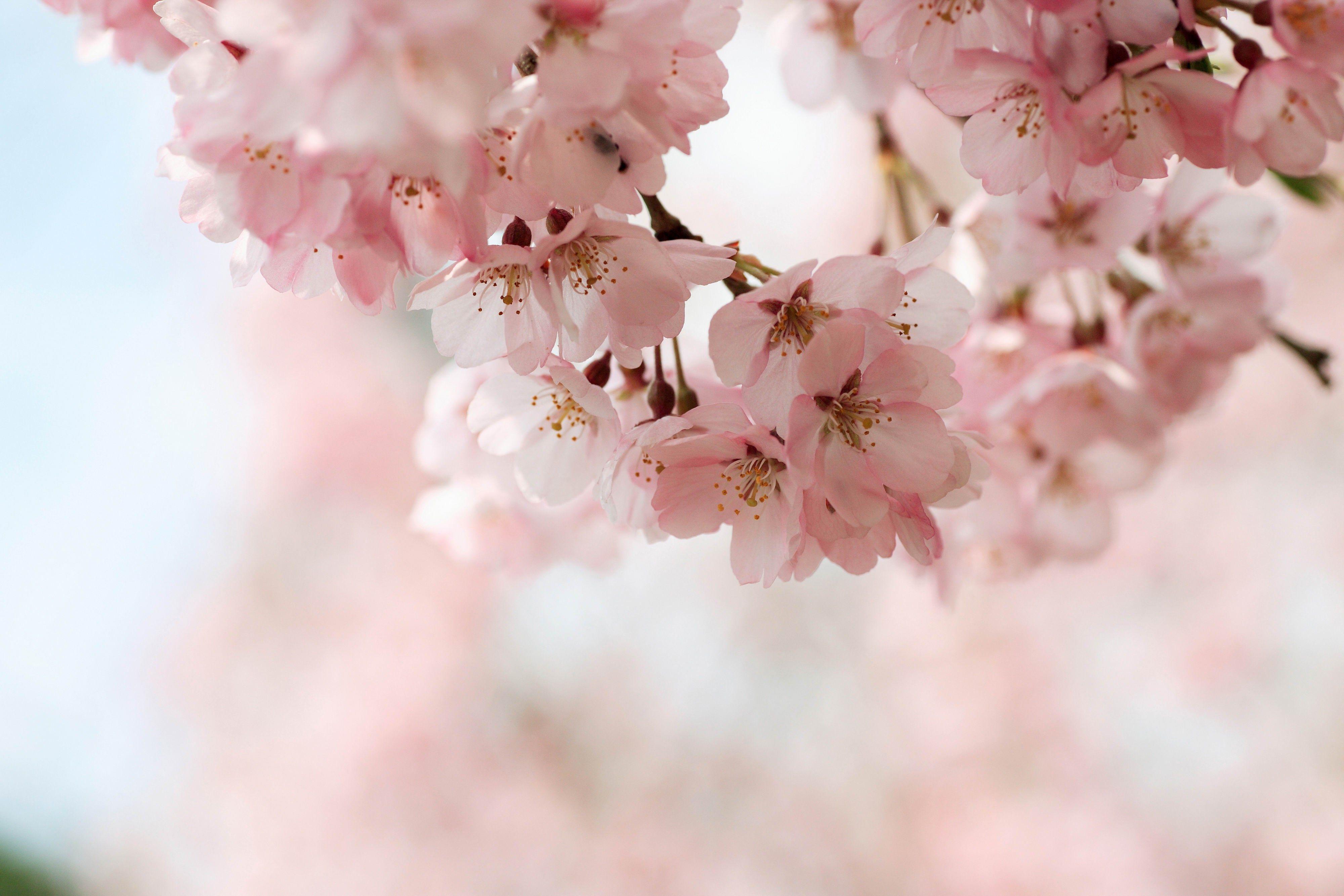 cherry blossom wallpapers hd wallpaper cave on cherry blossoms wallpaper
