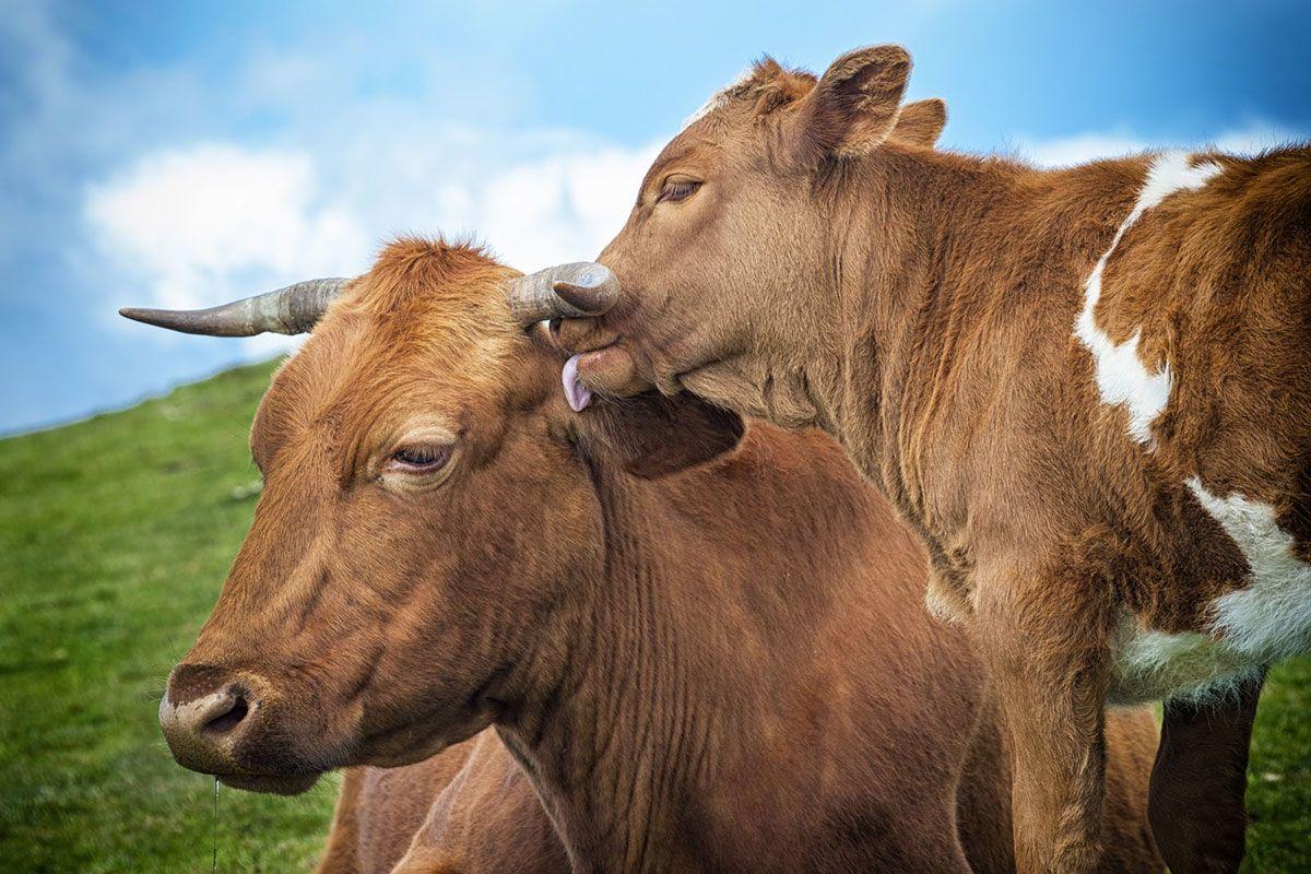 Domestic animals wallpapers