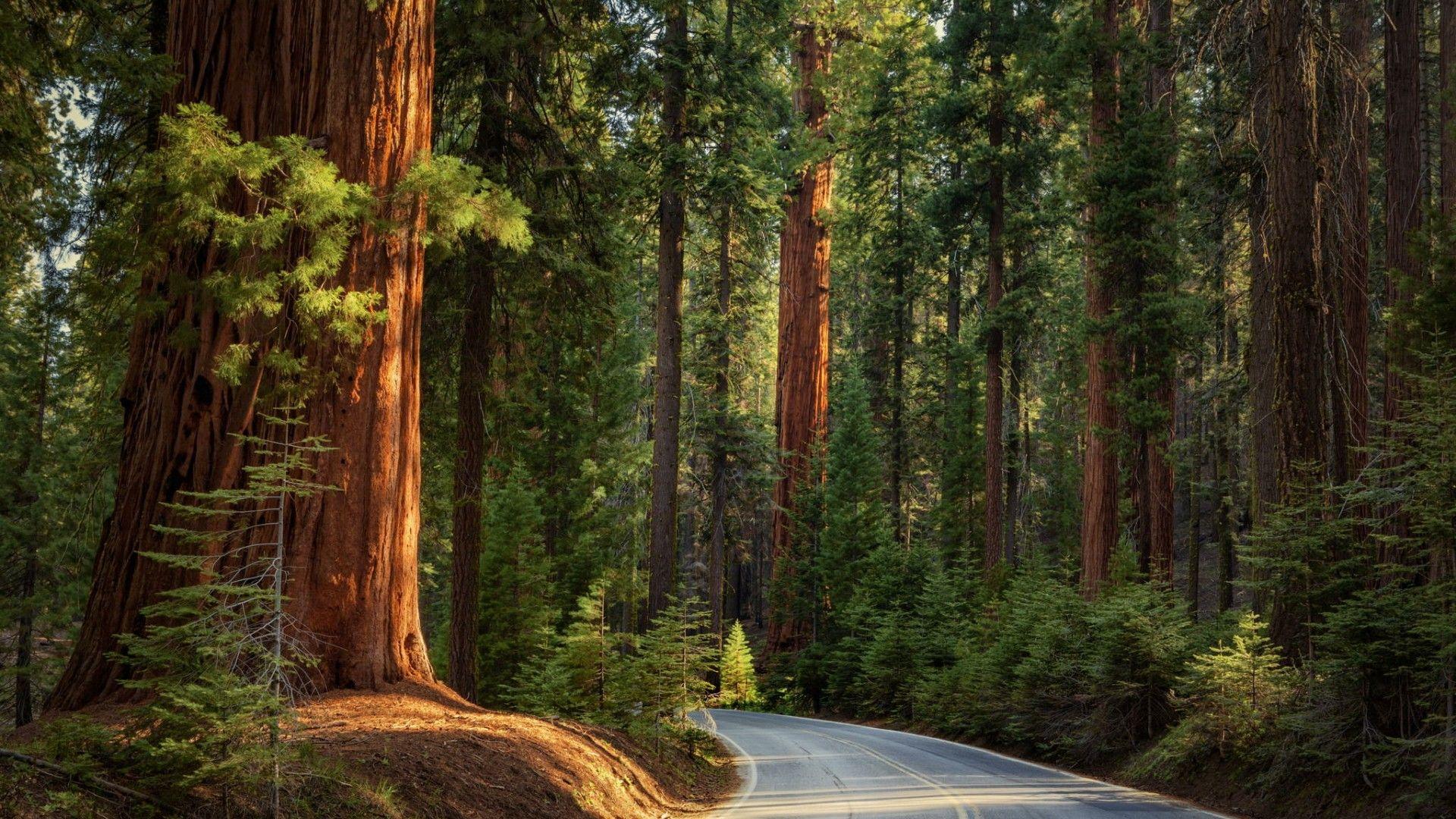 Pine Forest Wallpapers - Wallpaper Cave