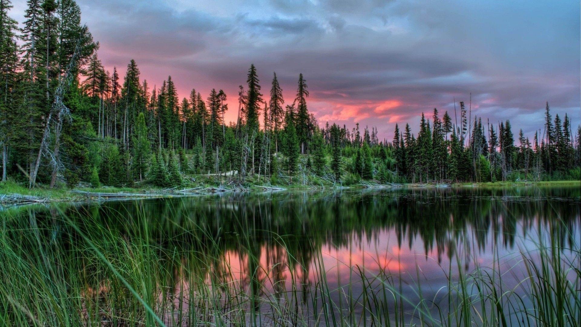 Pine Forest Wallpapers - Wallpaper Cave