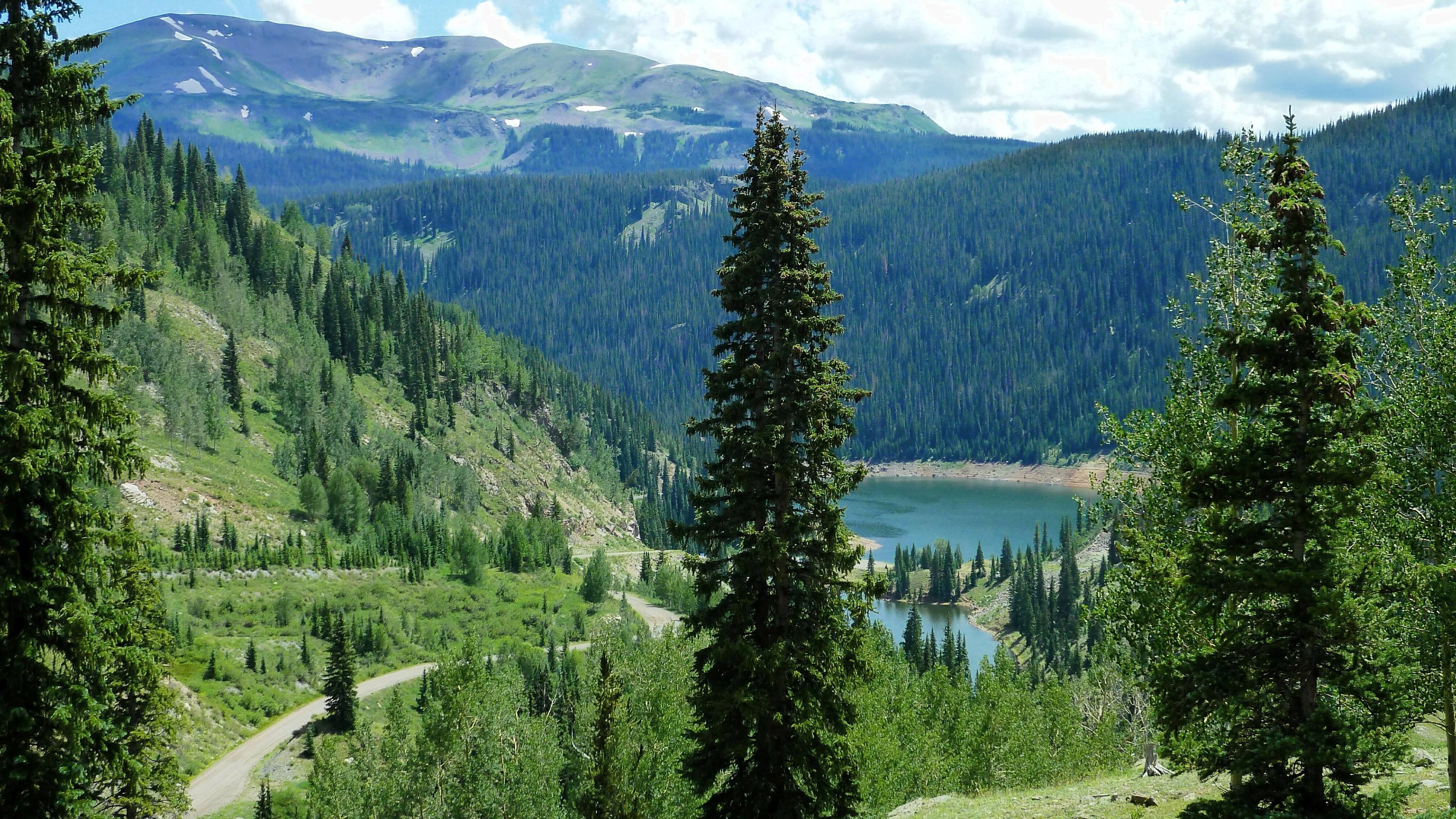 Pine Forest Wallpapers - Wallpaper Cave