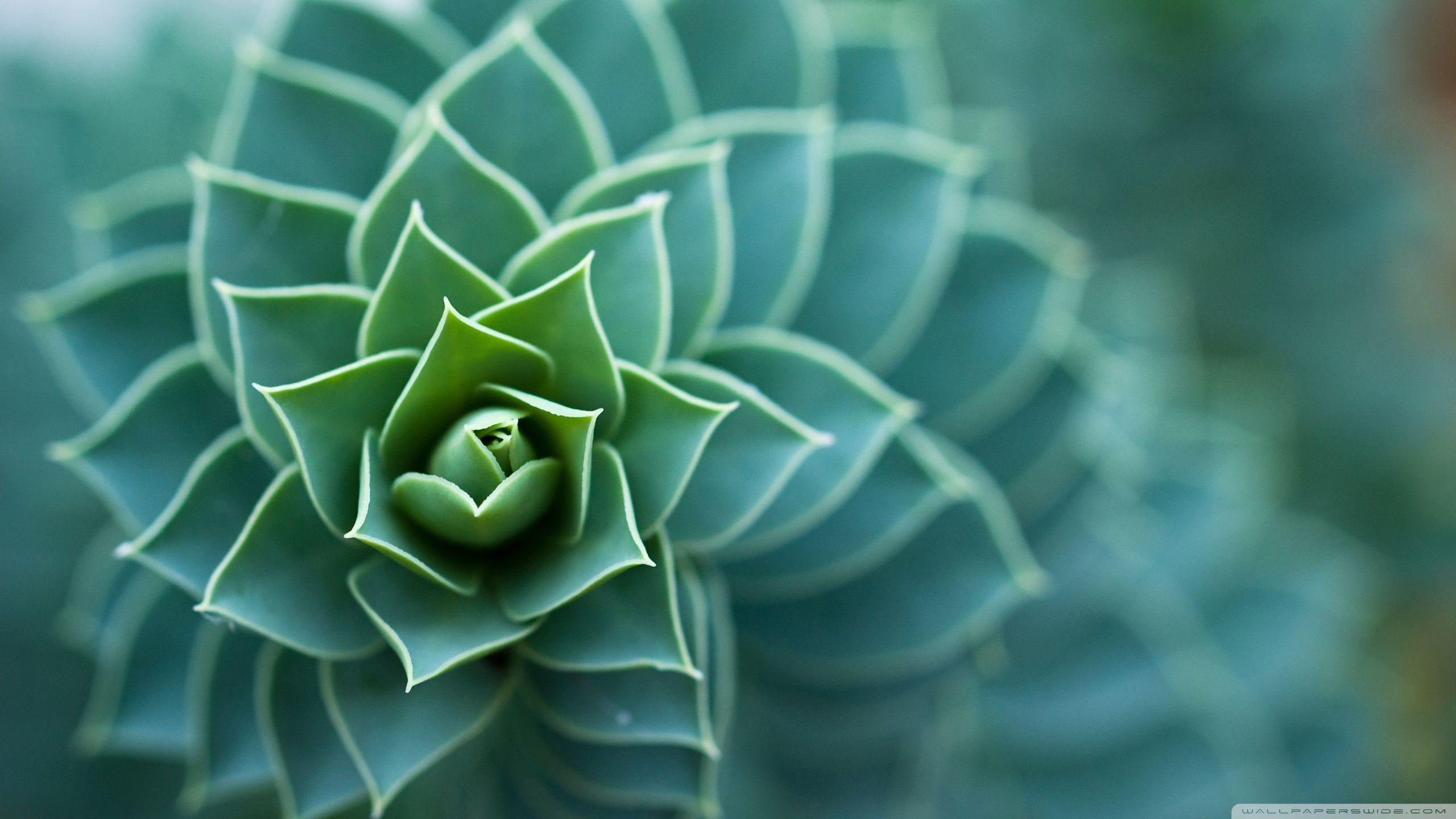 plants wallpapers wallpaper cave on vines wallpapers