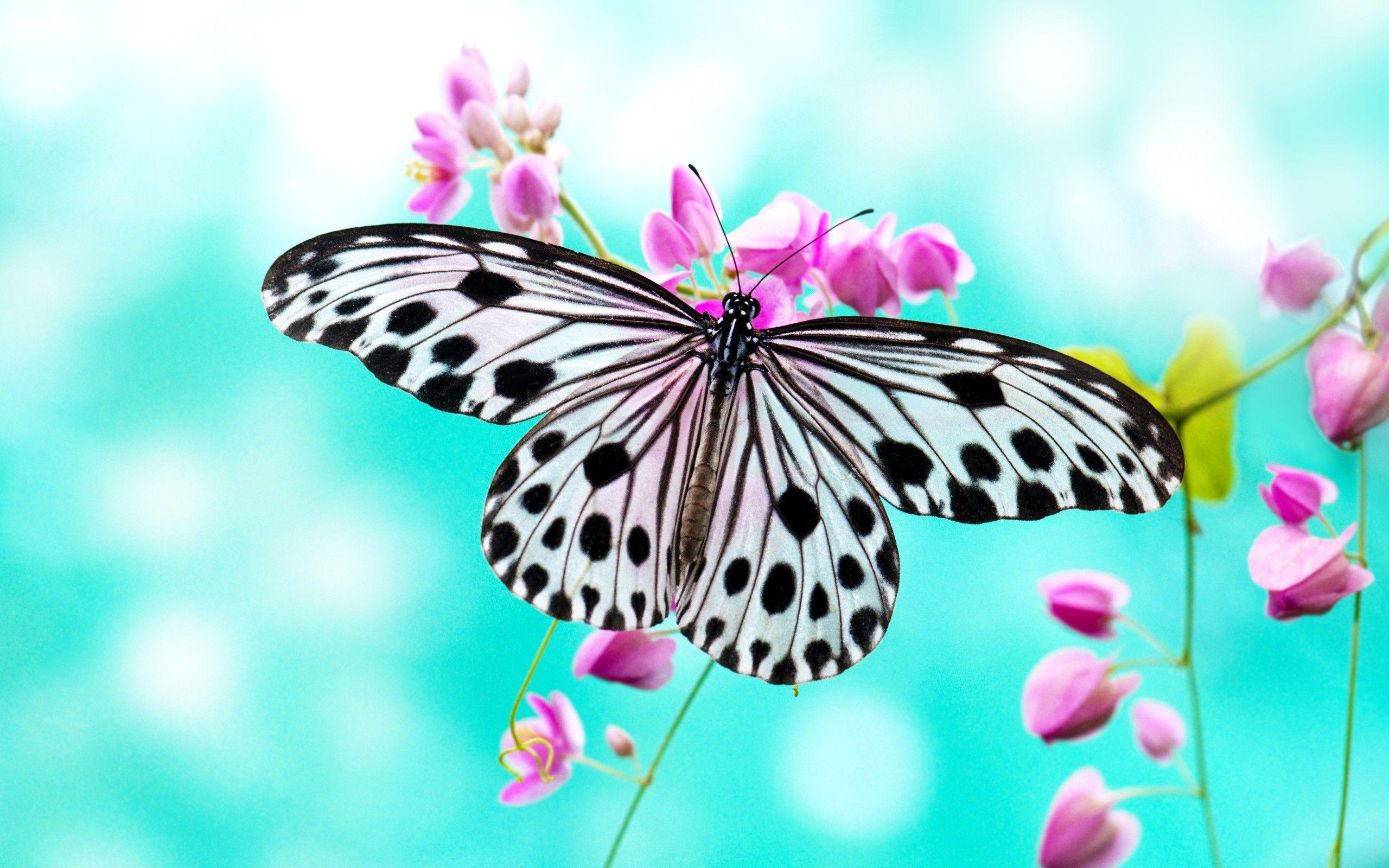 You can also upload and share your favorite 3d butterfly wallpapers. Butterfly New Wallpapers Wallpaper Cave
