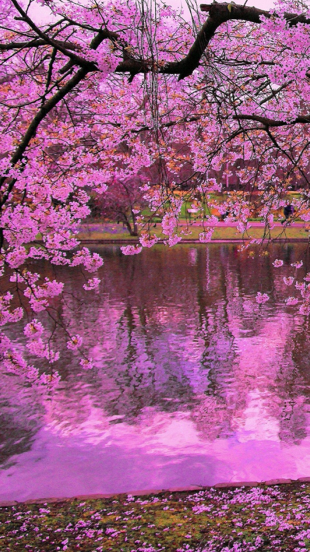 This photo is about springtime, tree, wallpaper. Sakura Wallpapers For Phone - Wallpaper Cave