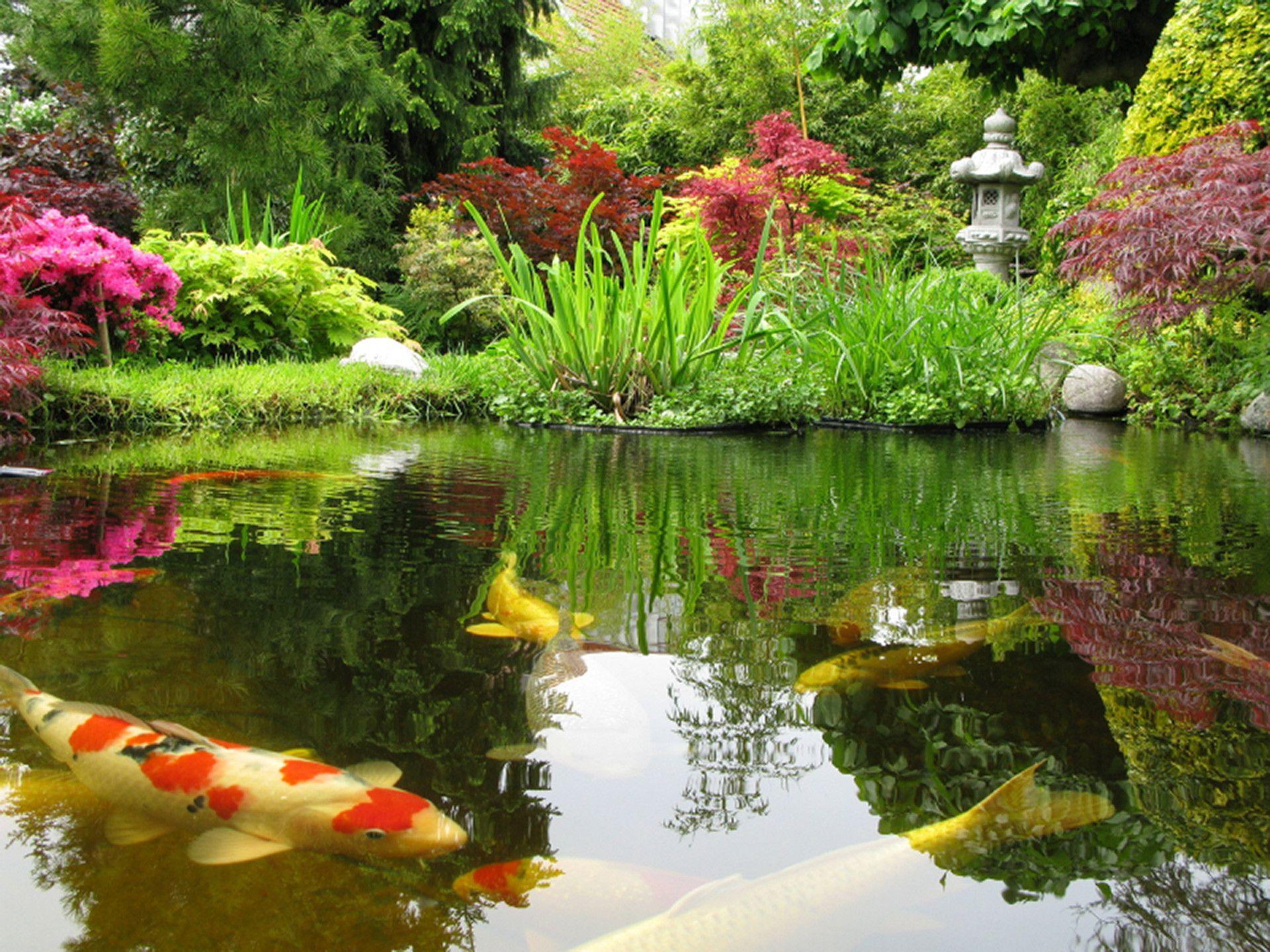 japanese fish pond wallpapers wallpaper cave on pond wallpaper