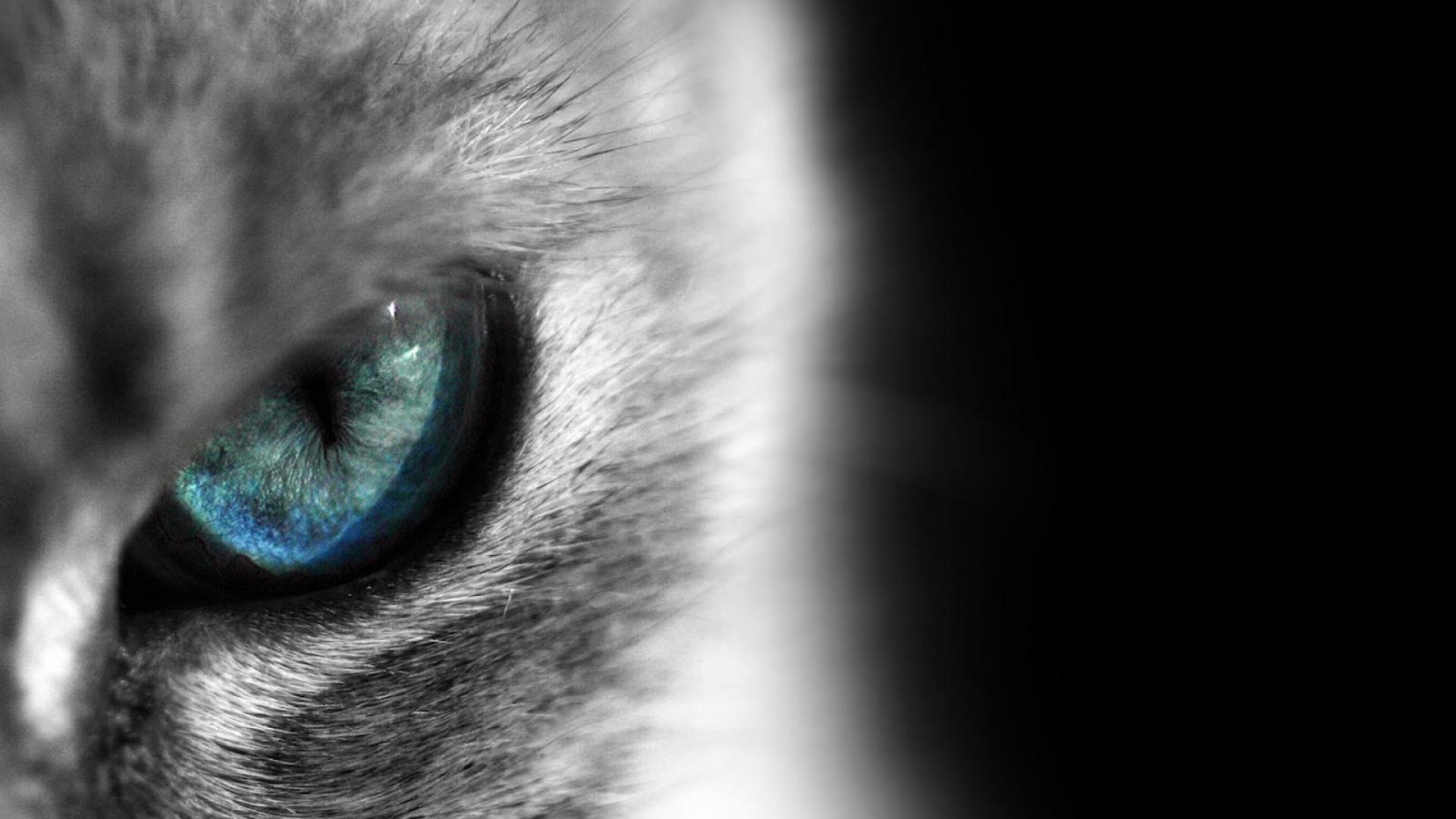 Cat eyes wallpapers