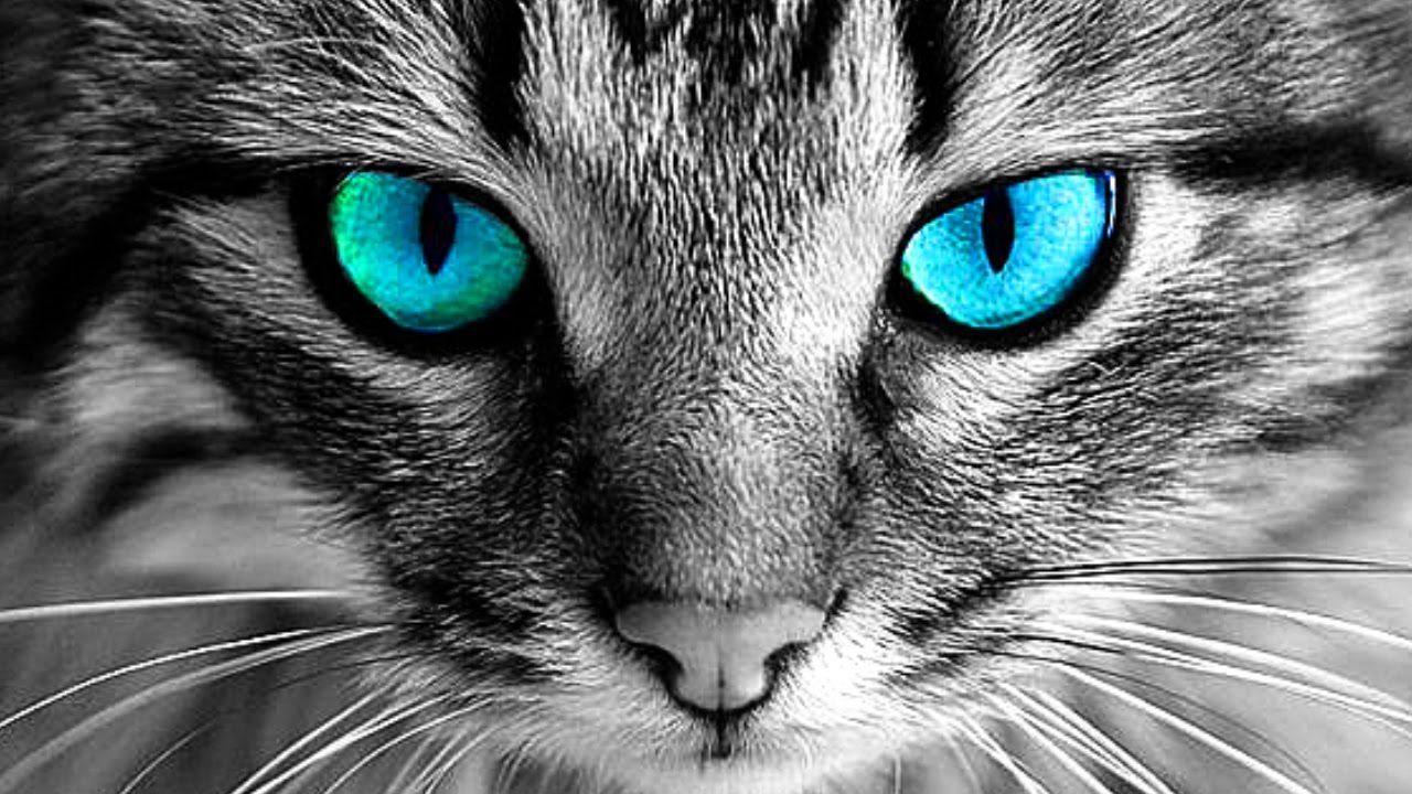 Cat eyes wallpapers