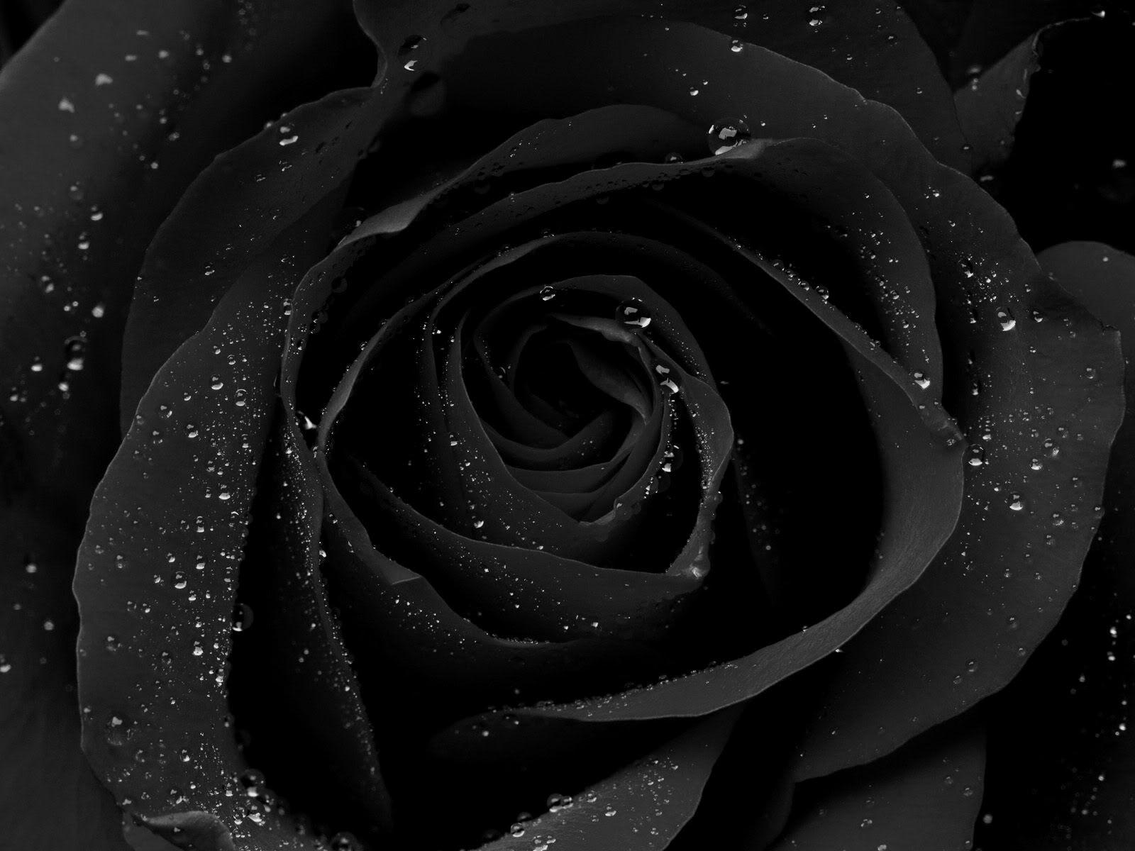 View 21 Beautiful Black Colour Wallpaper neckbiwall