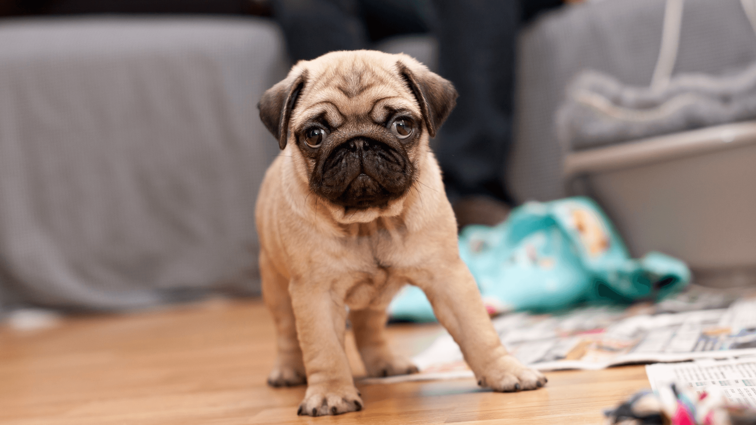 Tons of awesome baby pugs wallpapers to download for free. Cute Baby Pugs Wallpapers Wallpaper Cave