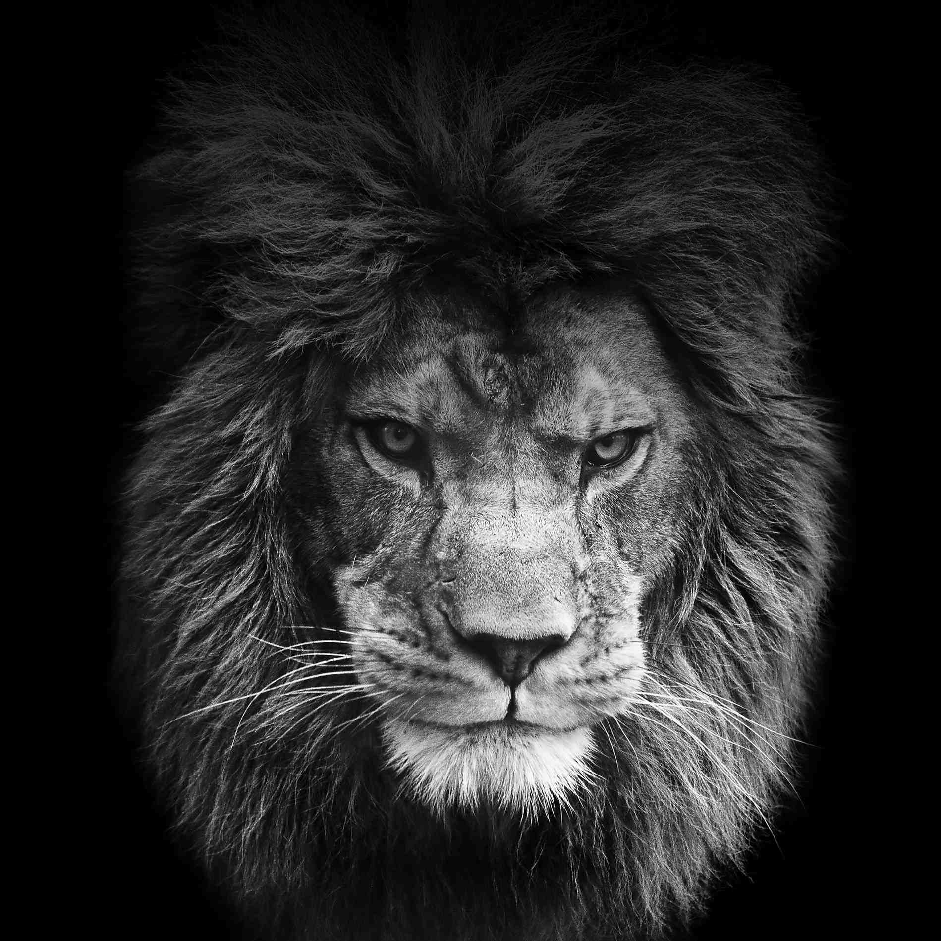 The Best 17 Lion Wallpaper Hd 1080P Free Download For Pc - Bizum Gastes