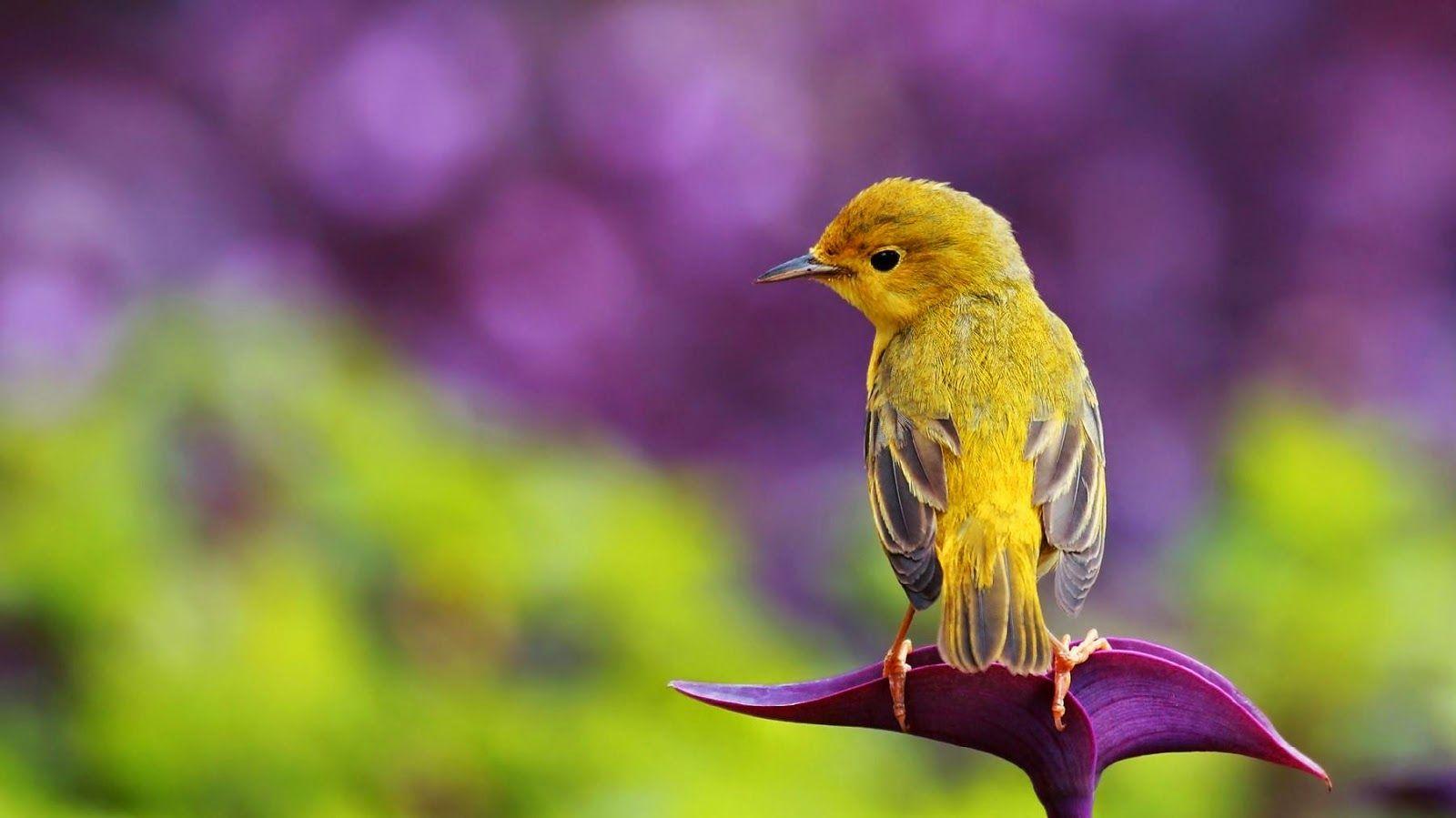 Wallpapers Burung - Wallpaper Cave 899_X_1600_jpg