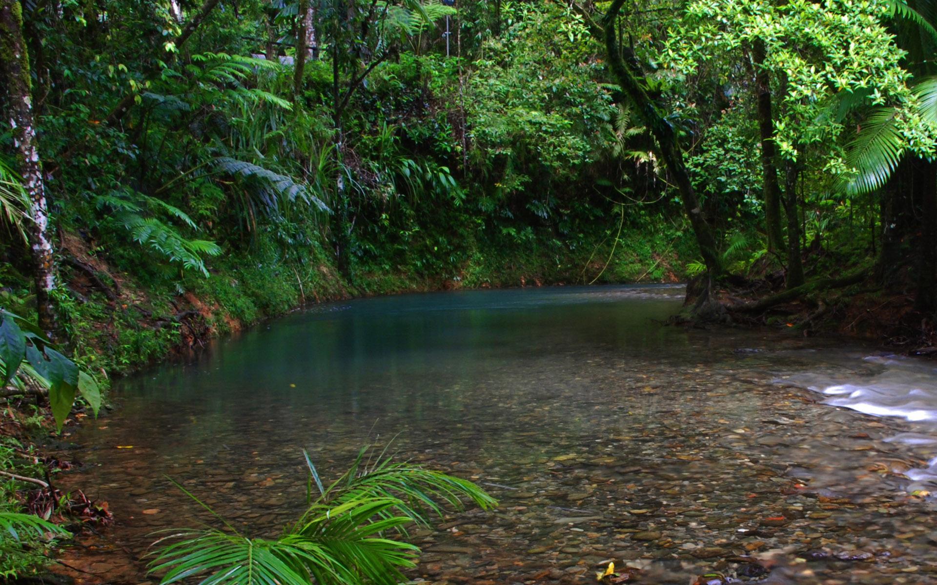 Free Rainforest Wallpapers - Wallpaper Cave