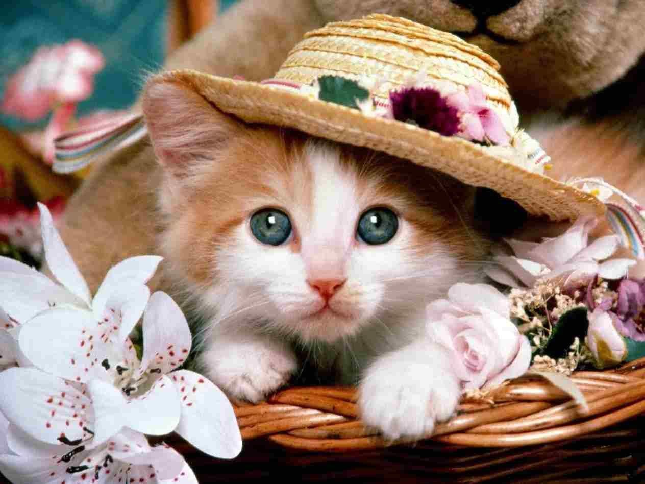 Cute cat wallpapers as dp