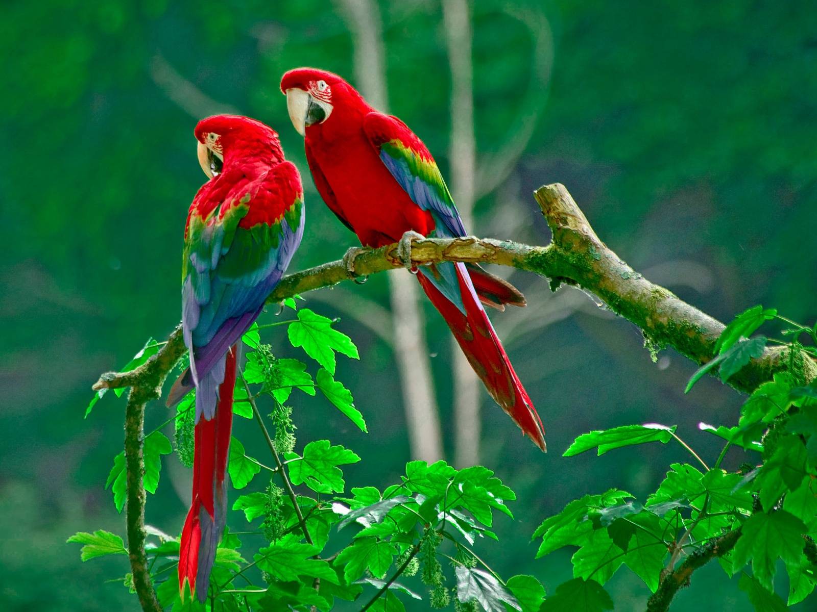 Stephanie montes is a freelance contributor covering all things home design, beauty, and lifestyle. Mobile Phone Wallpapers Love Birds Wallpaper Cave