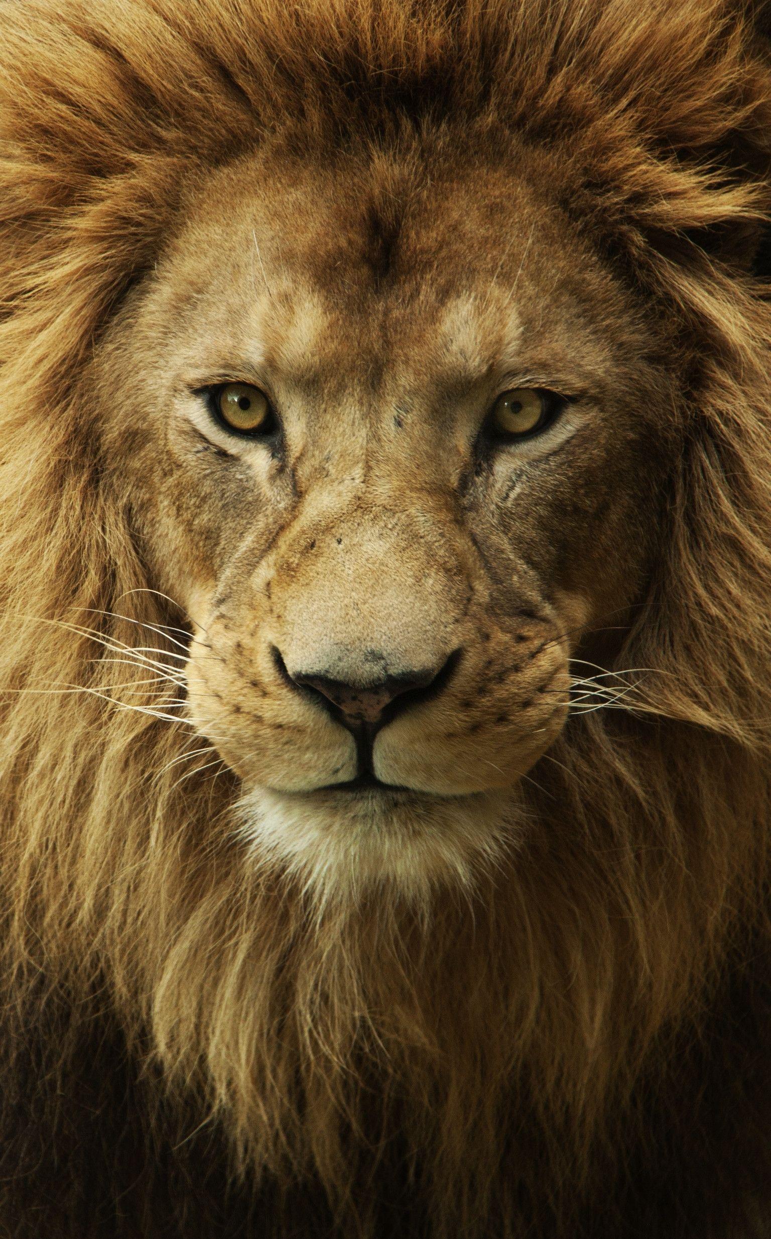 Male lion faces wallpapers